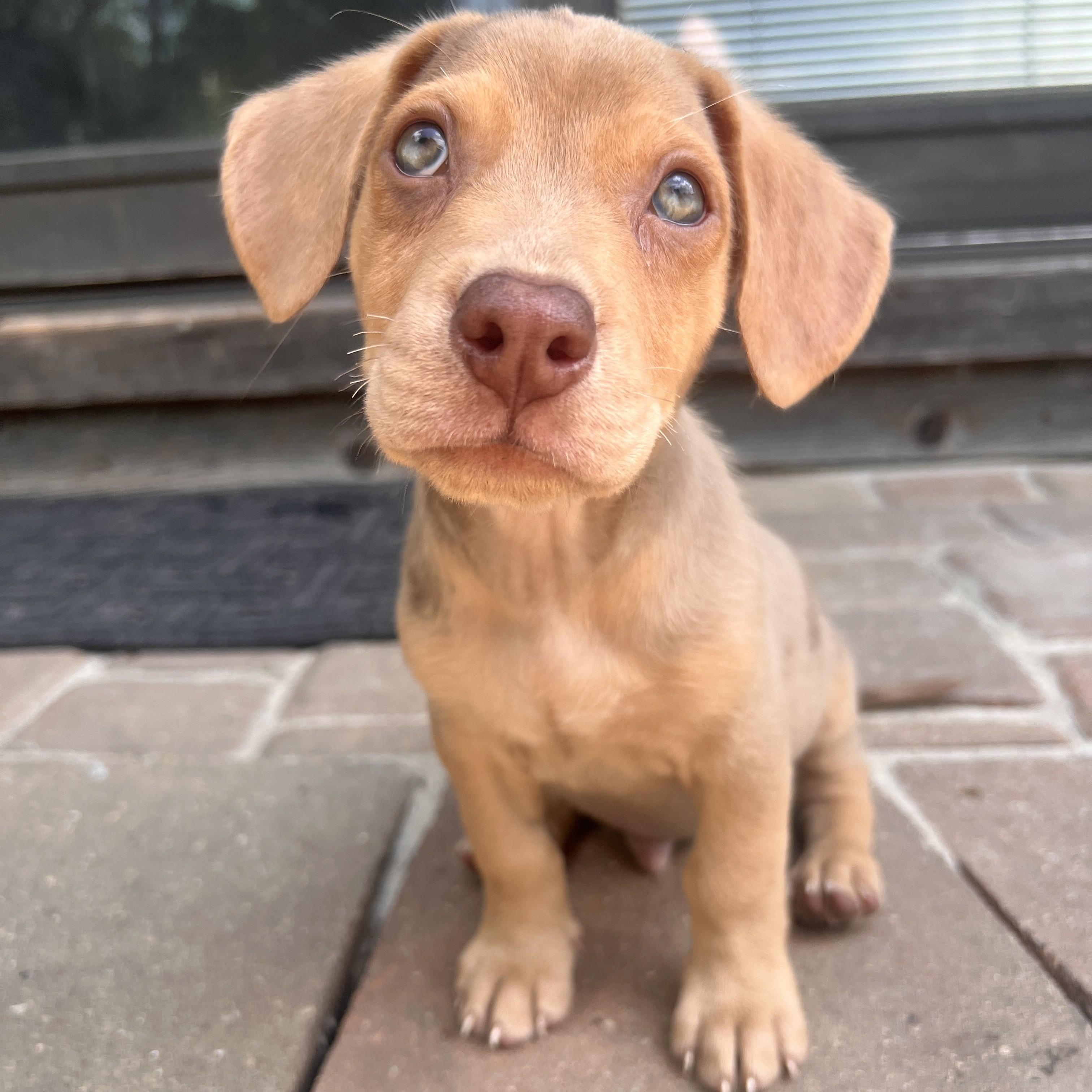Jude, adopted, Puppy Male Dachshund & Chihuahua.