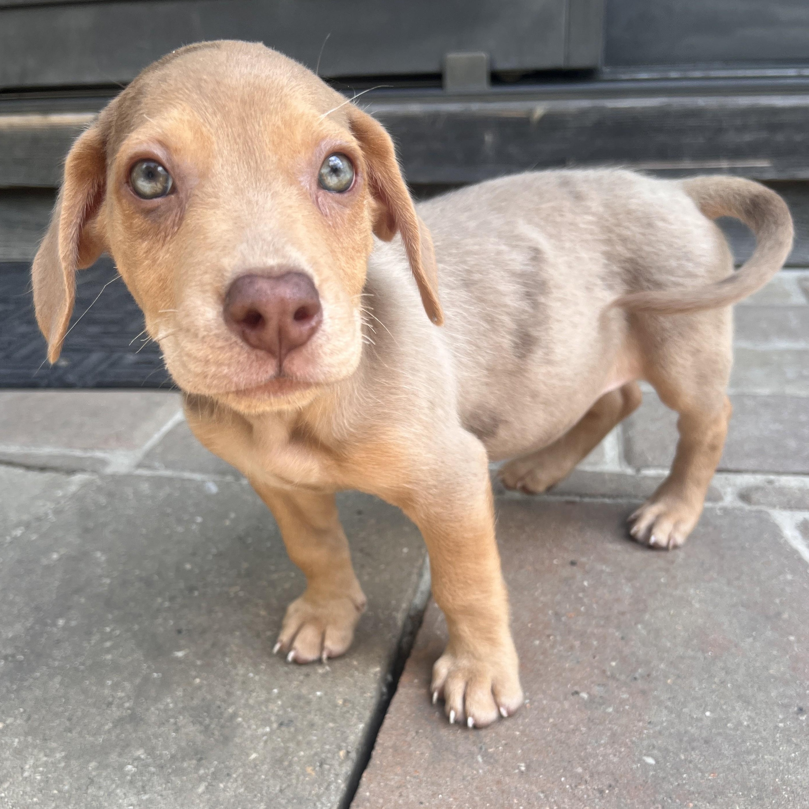 Jude, an adopted mixed breed in Palatine, IL image 3/6
