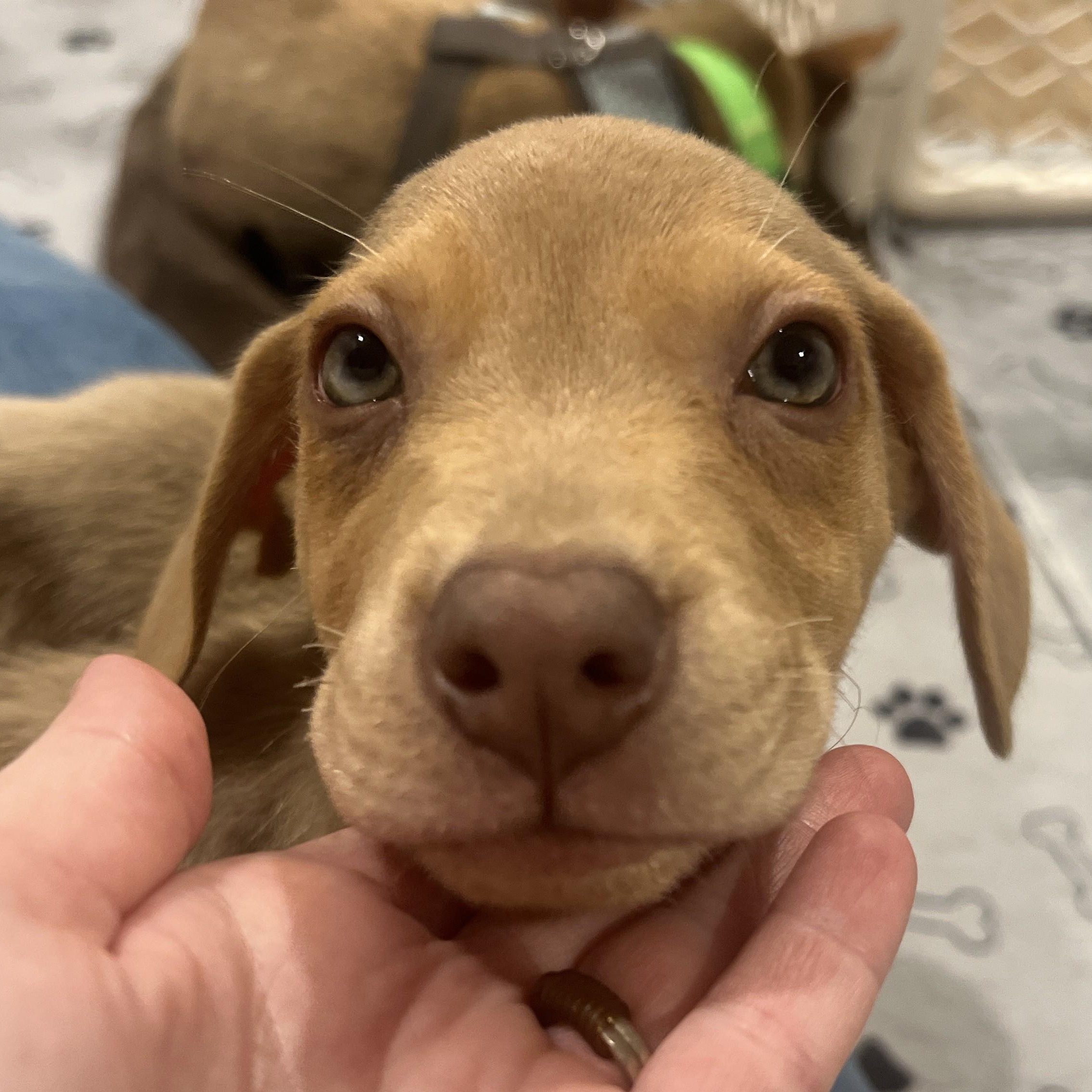 Jude, an adopted mixed breed in Palatine, IL image 4/6