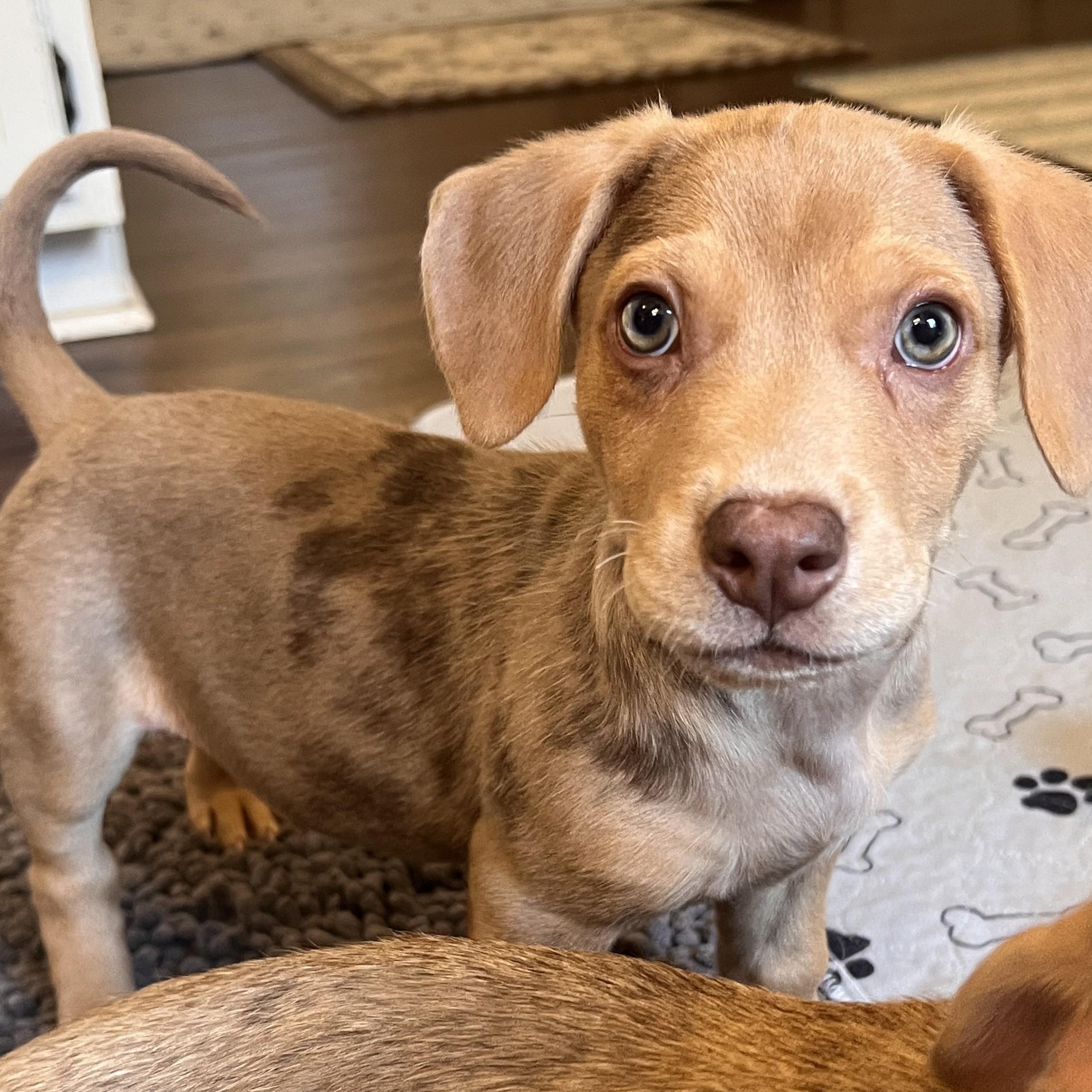 Jude, an adopted mixed breed in Palatine, IL image 2/6