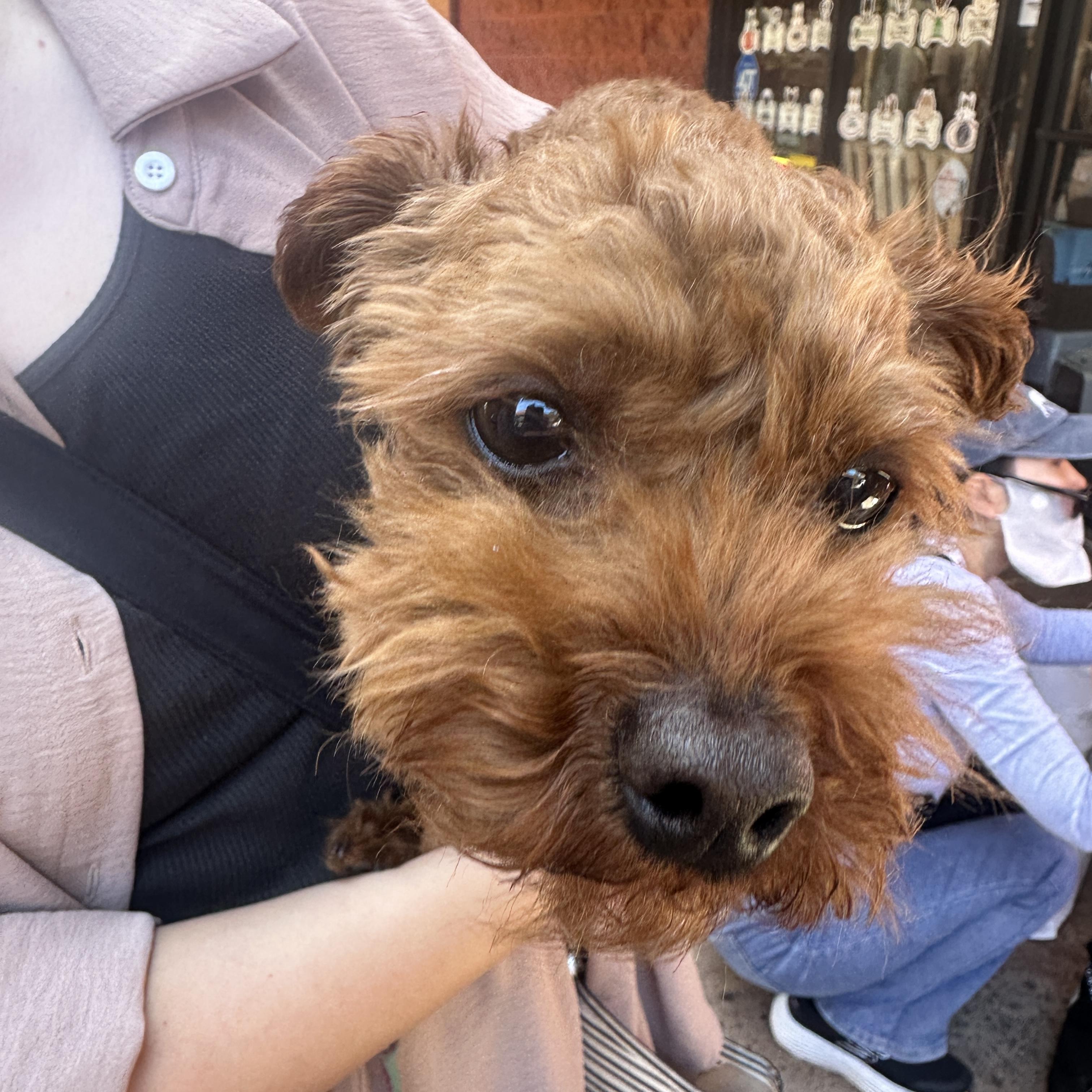 Milk Tea, adopted, Young Male Poodle (Toy).
