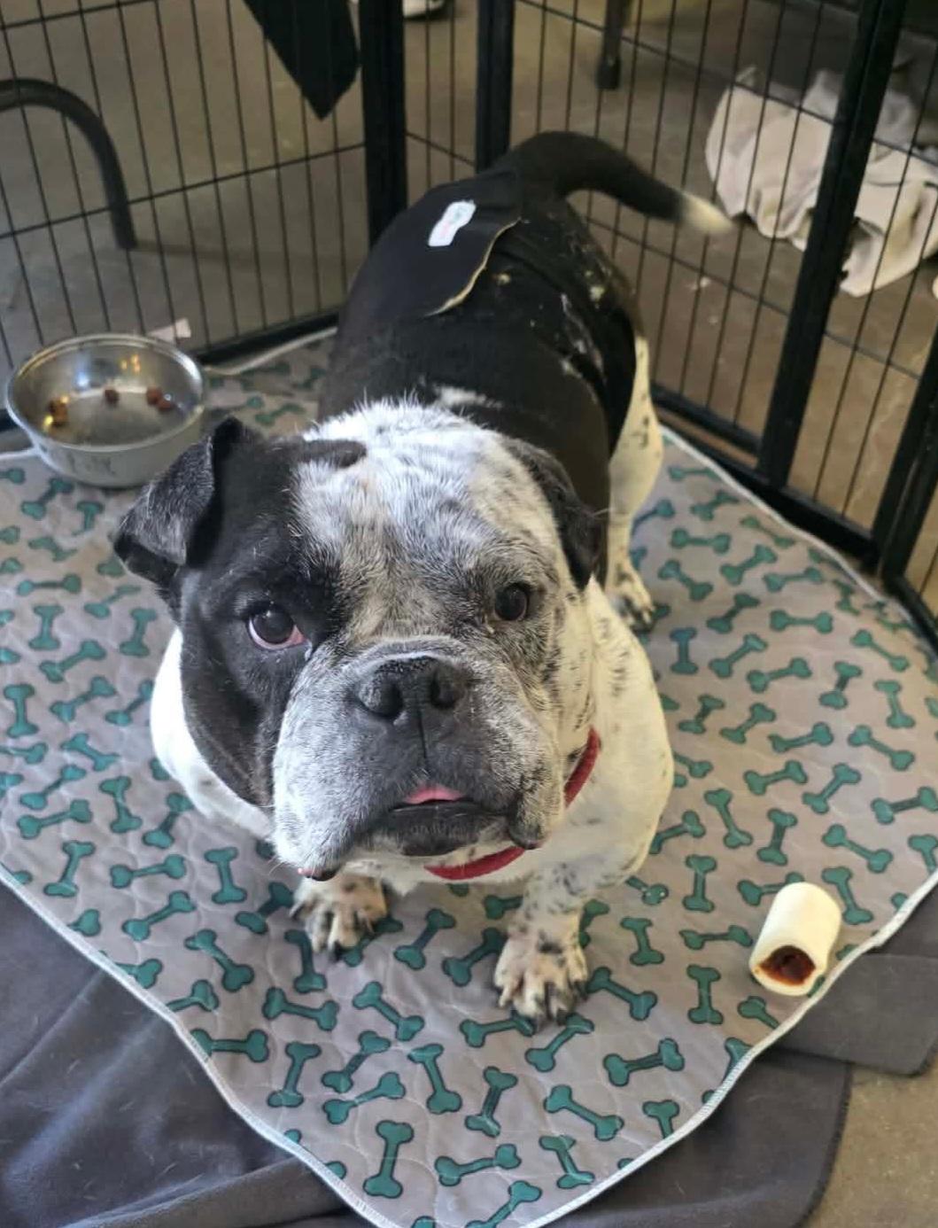 Parry, a ADOPTABLE American Bully in Cedar Rapids, IA image 2/6