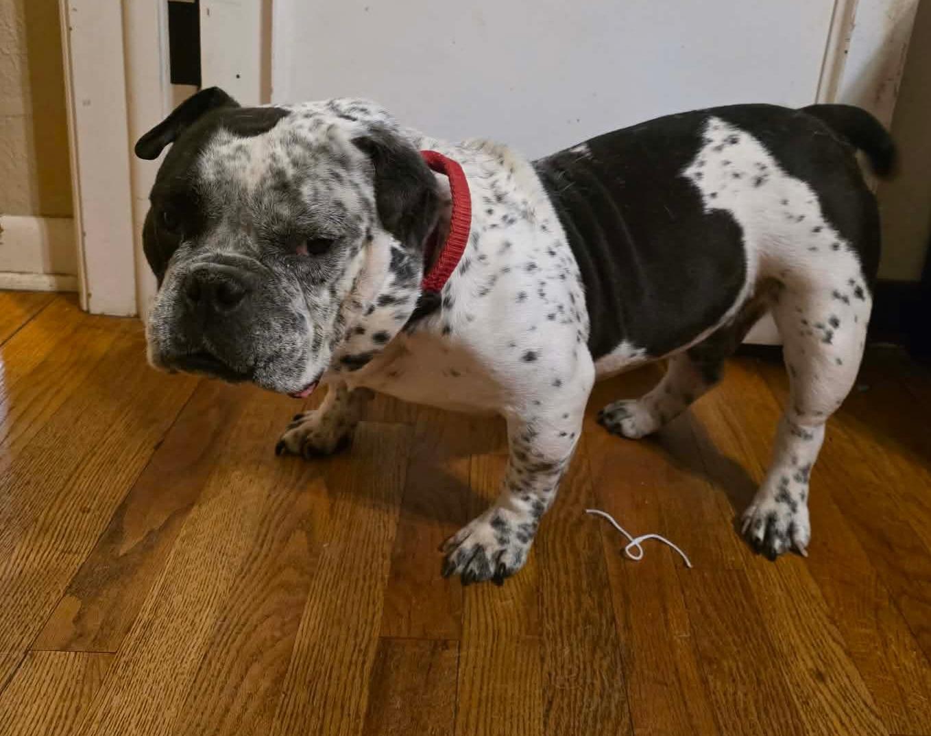 Parry, a ADOPTABLE American Bully in Cedar Rapids, IA image 5/6