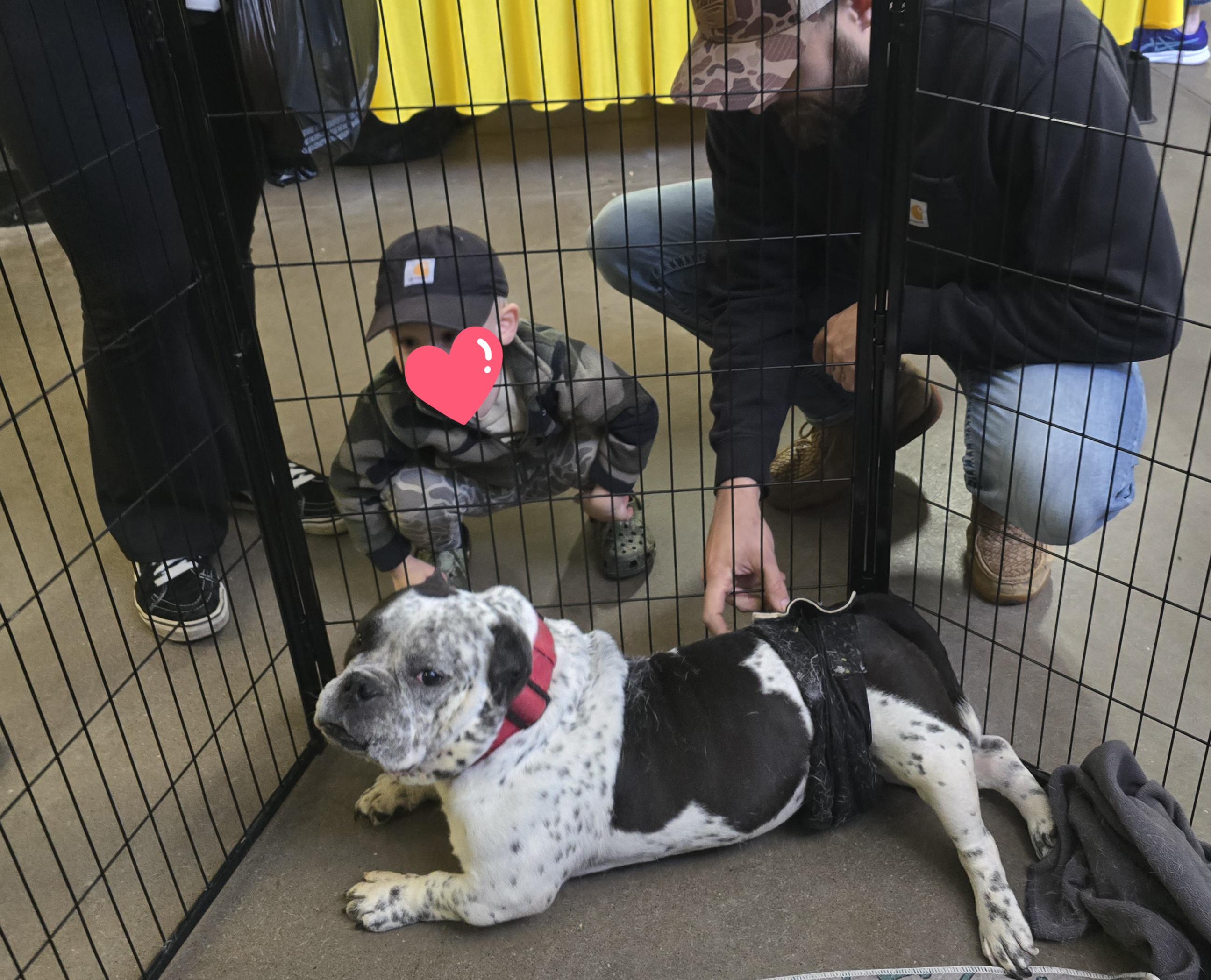 Parry, a ADOPTABLE American Bully in Cedar Rapids, IA image 4/6