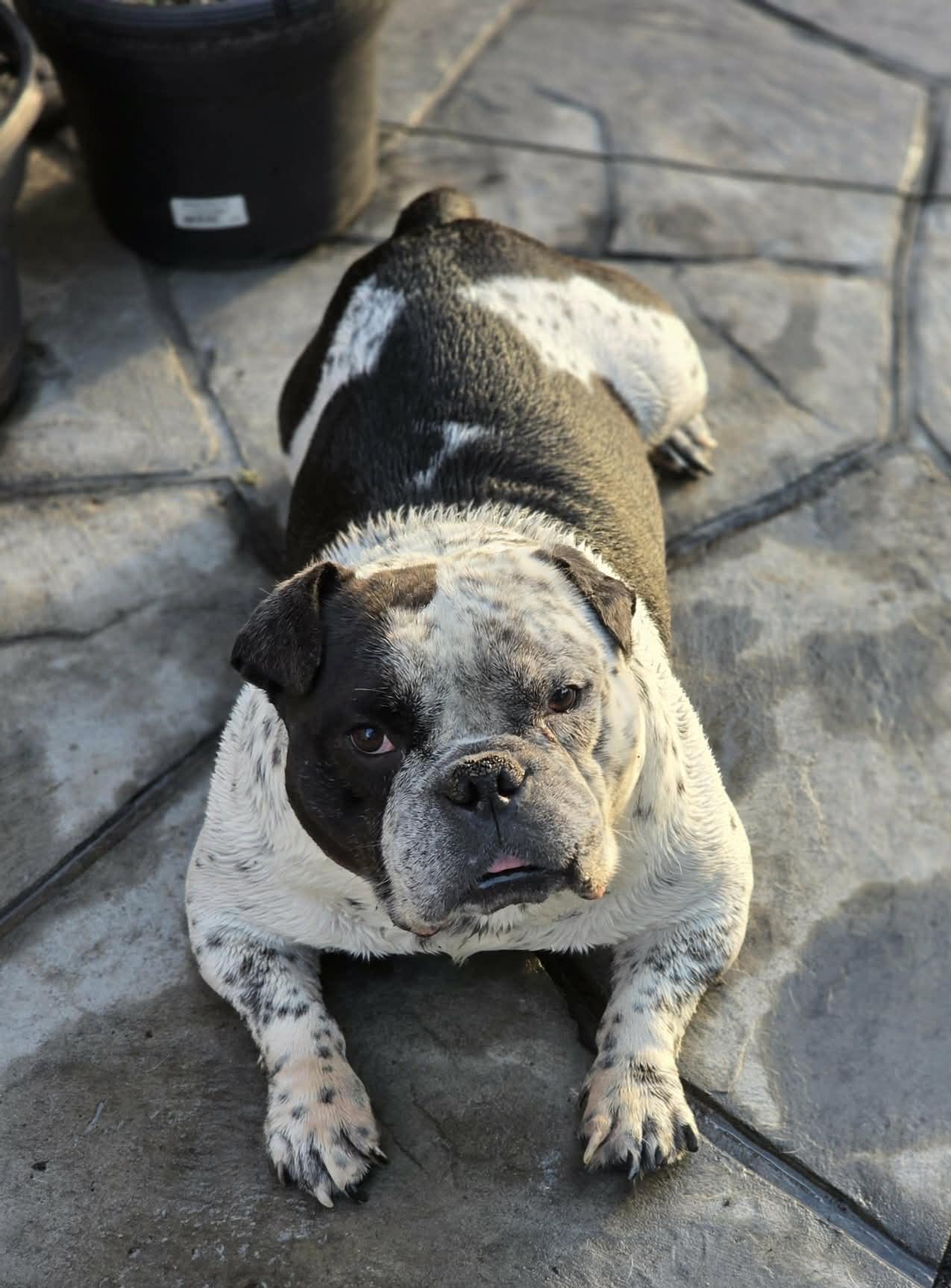 Parry, a ADOPTABLE American Bully in Cedar Rapids, IA image 6/6