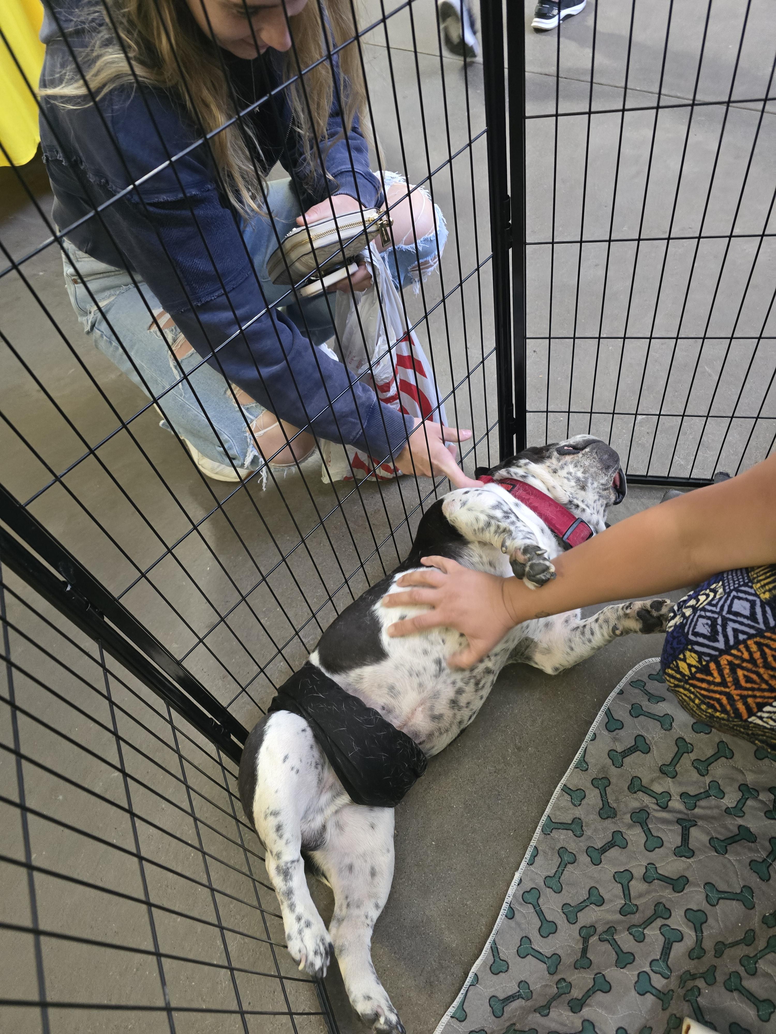 Parry, a ADOPTABLE American Bully in Cedar Rapids, IA image 3/6