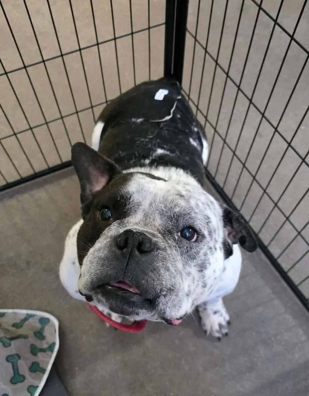 Parry, a ADOPTABLE American Bully in Cedar Rapids, IA image 6/6
