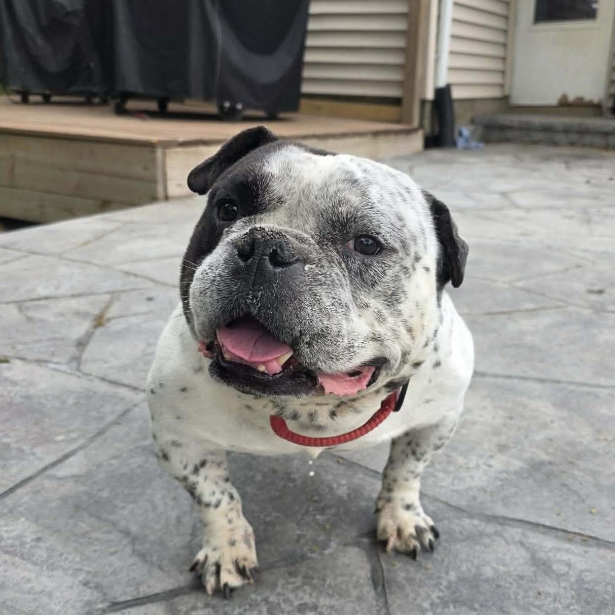 Parry, ADOPTABLE, Adult Male American Bully.