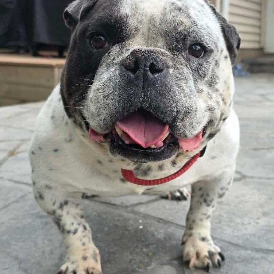 Parry, ADOPTABLE, Adult Male American Bully.