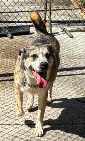 Enlarge Roy, a Adoptable Pit Bull Terrier in Pompano Beach, FL image 1/3