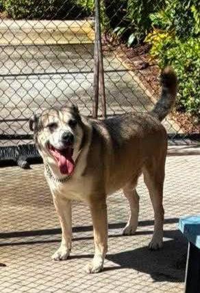 Enlarge Roy, a Adoptable Pit Bull Terrier in Pompano Beach, FL image 2/3