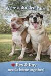 Enlarge Roy, a Adoptable Pit Bull Terrier in Pompano Beach, FL image 3/3