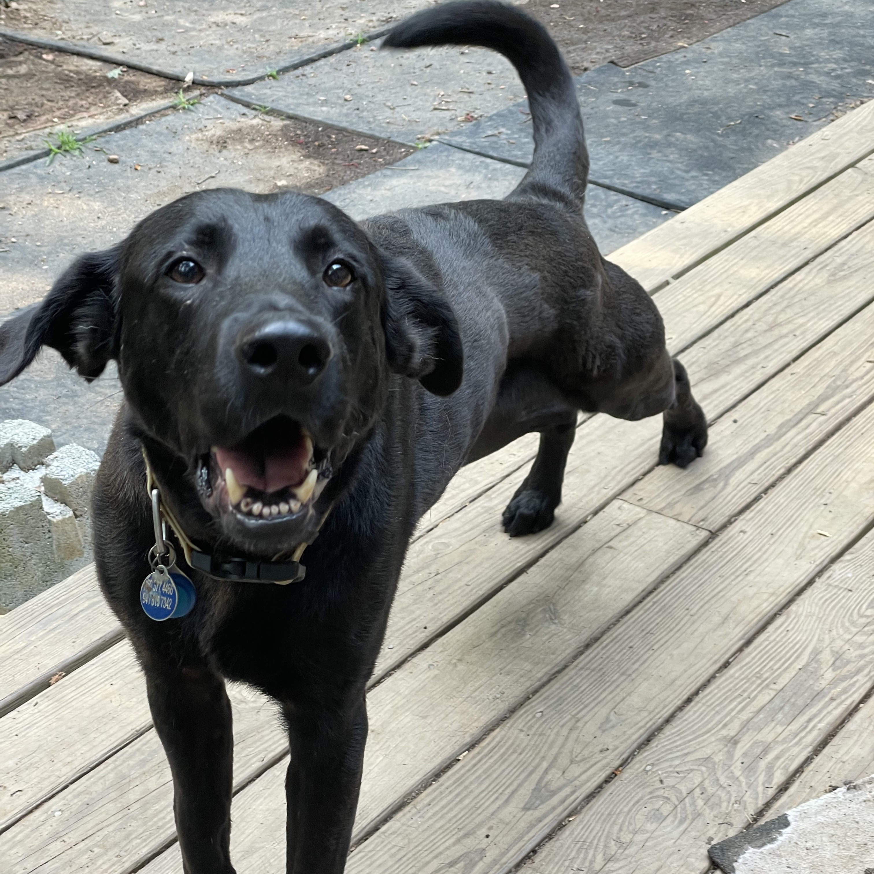 Enlarge Mac Davis, a Adoptable Labrador Retriever in Roswell, GA image 14/15