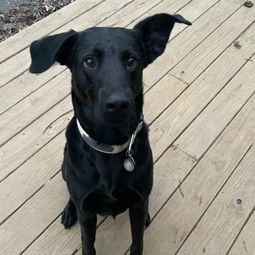 Enlarge Mac Davis, a Adoptable Labrador Retriever in Roswell, GA image 12/15