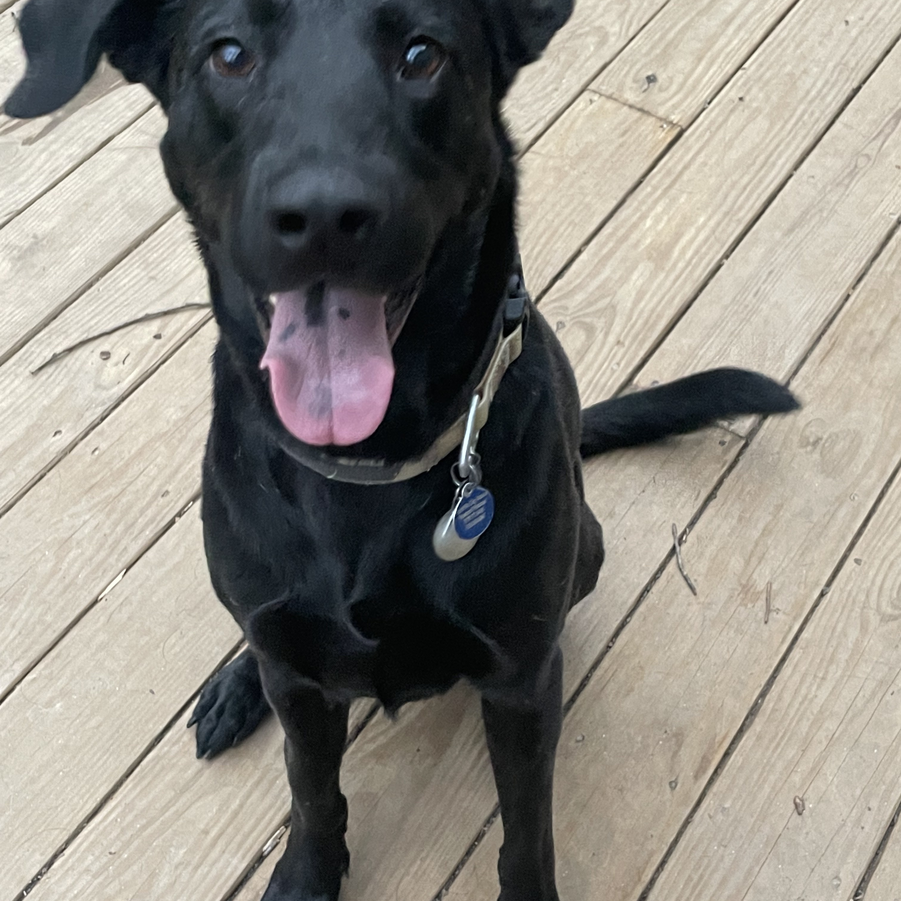 Mac Davis, a Adoptable Labrador Retriever in Roswell, GA image 2/15