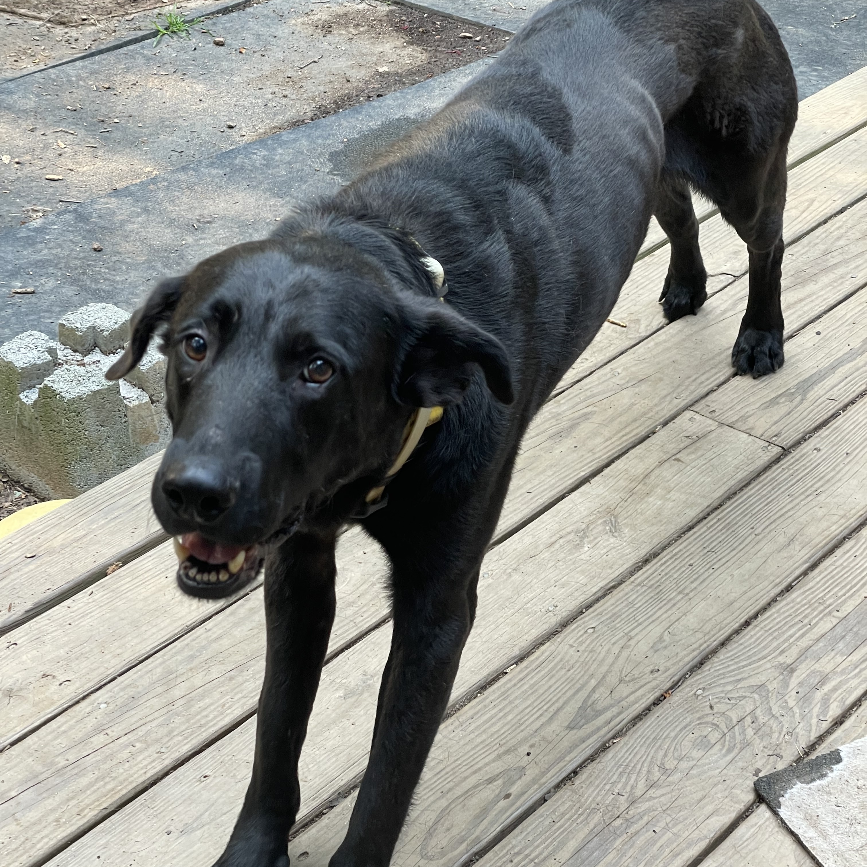 Enlarge Mac Davis, a Adoptable Labrador Retriever in Roswell, GA image 15/15