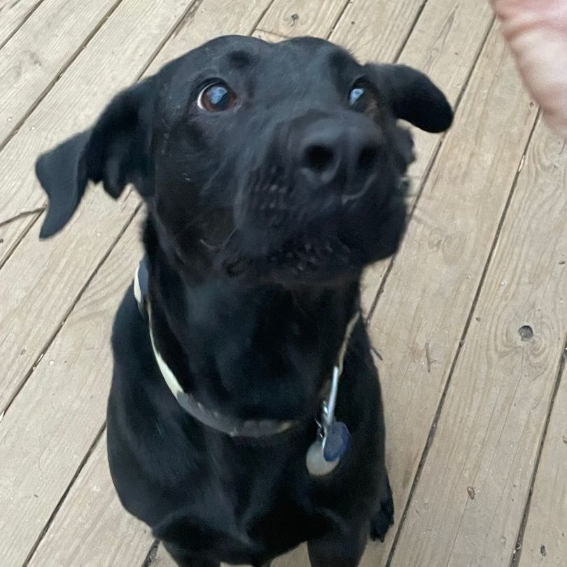 Enlarge Mac Davis, a Adoptable Labrador Retriever in Roswell, GA image 13/15