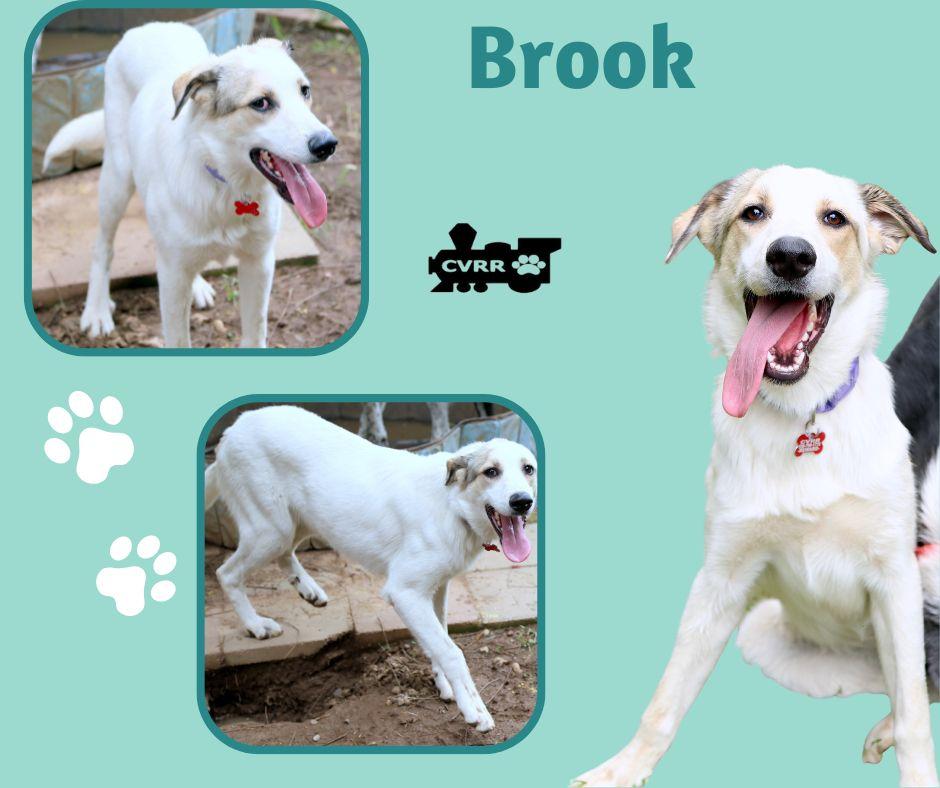 Brook, Adoptable, Young Female Retriever & Cattle Dog.