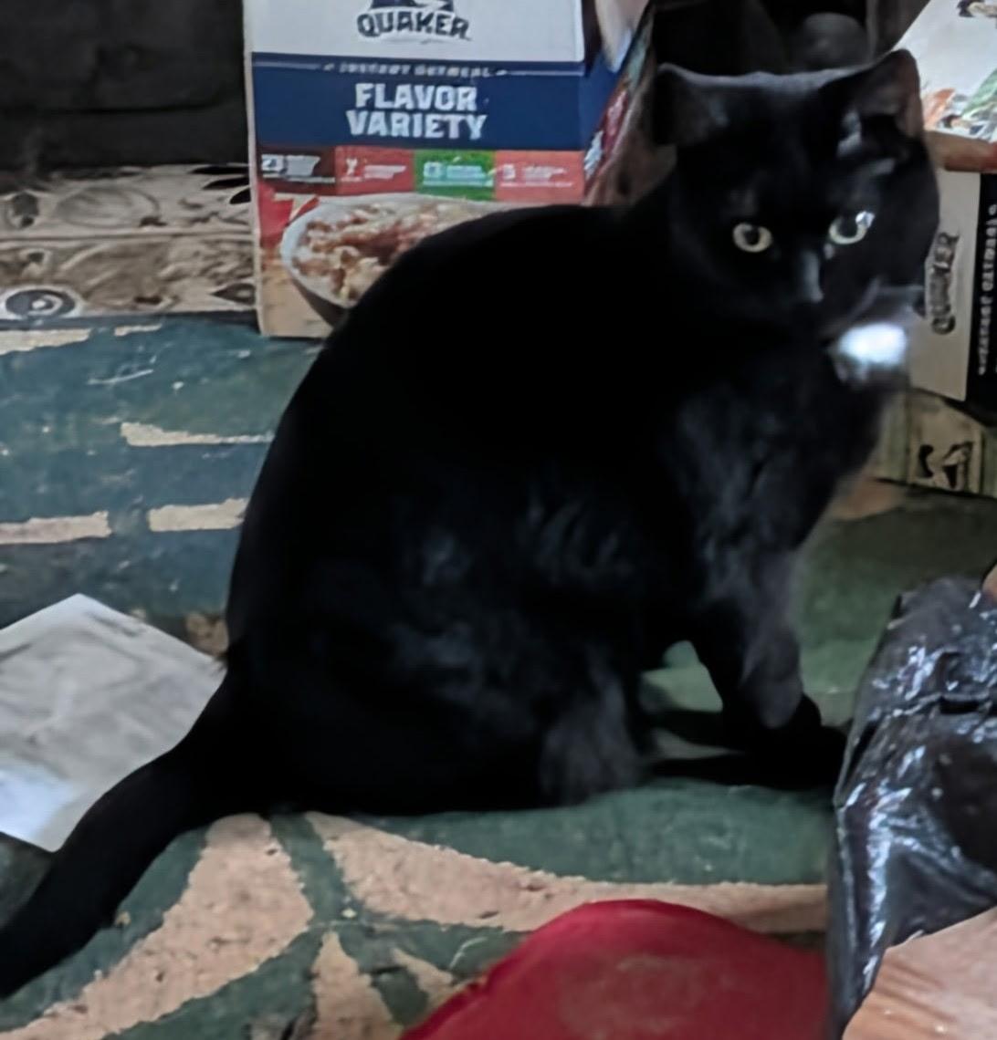 Raven De La Catio, Adoptable, Young Female Bombay & Domestic Short Hair.