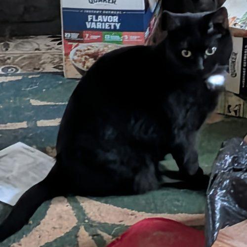 Raven De La Catio, Adoptable, Young Female Bombay & Domestic Short Hair.