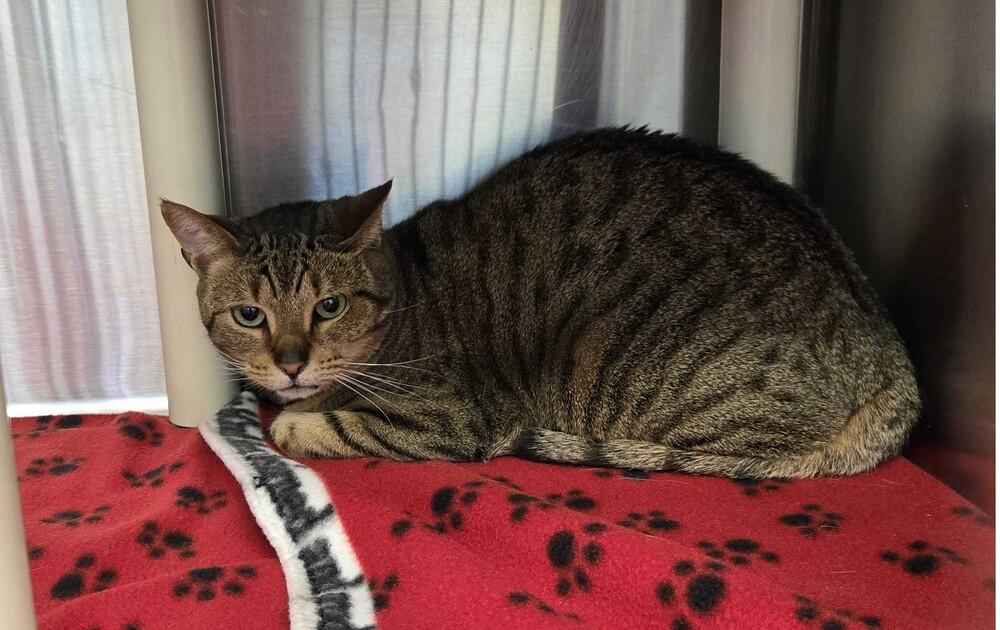 Lenore, Adoptable, Adult Female Domestic Short Hair.