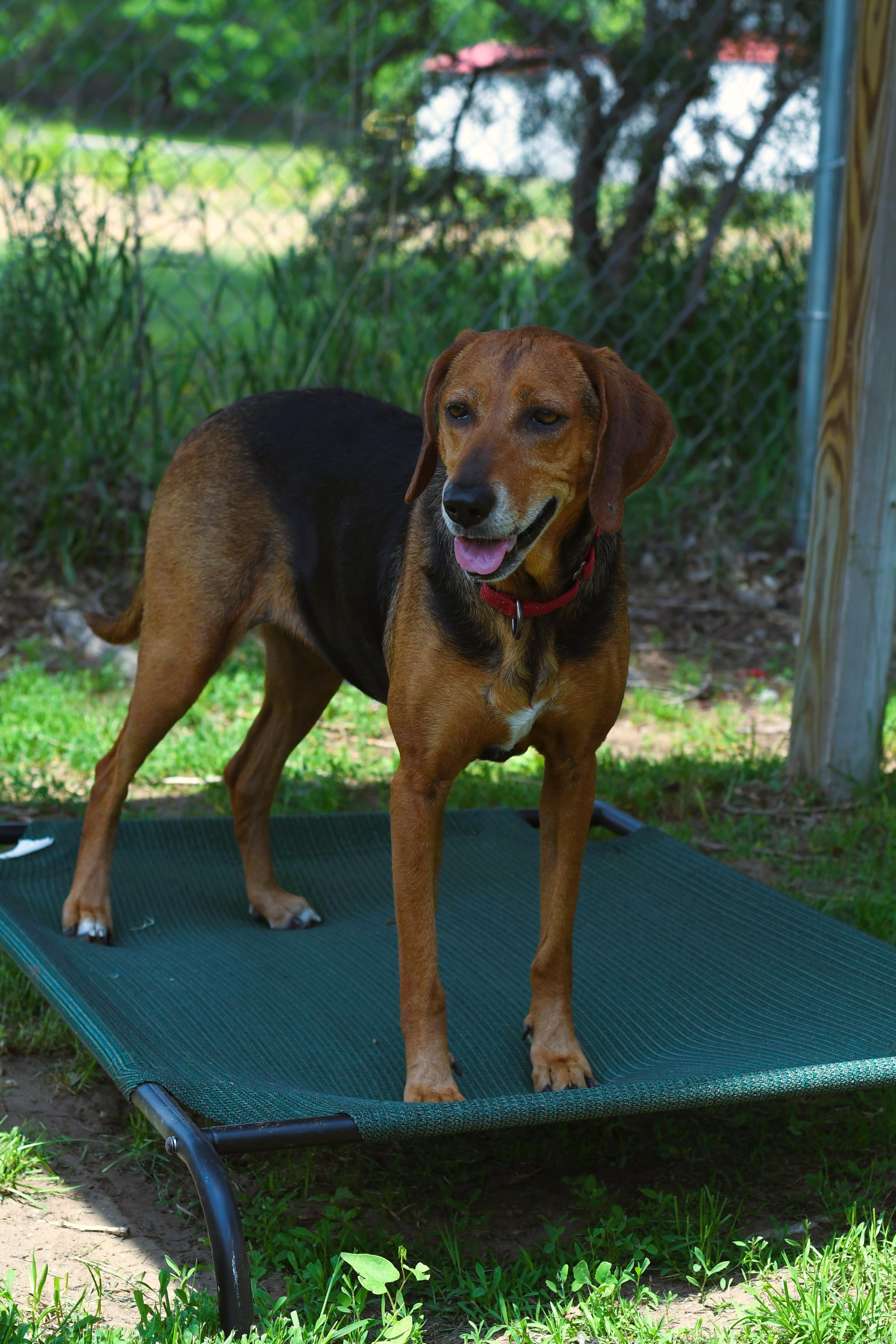Penny *Adoption Fee Sponsored*, an adoptable Hound, Mixed Breed in Oconto, WI, 54153 | Photo Image 2
