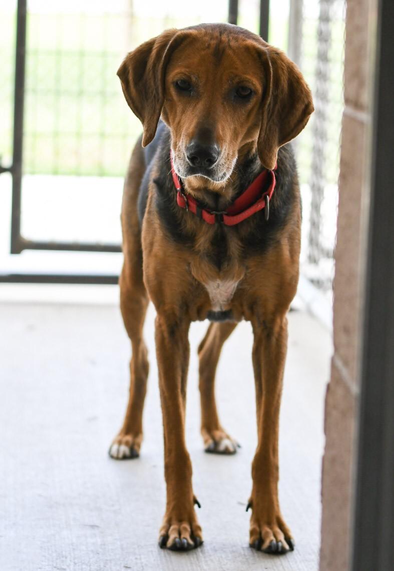 Penny *Adoption Fee Sponsored*, an adoptable Hound, Mixed Breed in Oconto, WI, 54153 | Photo Image 3