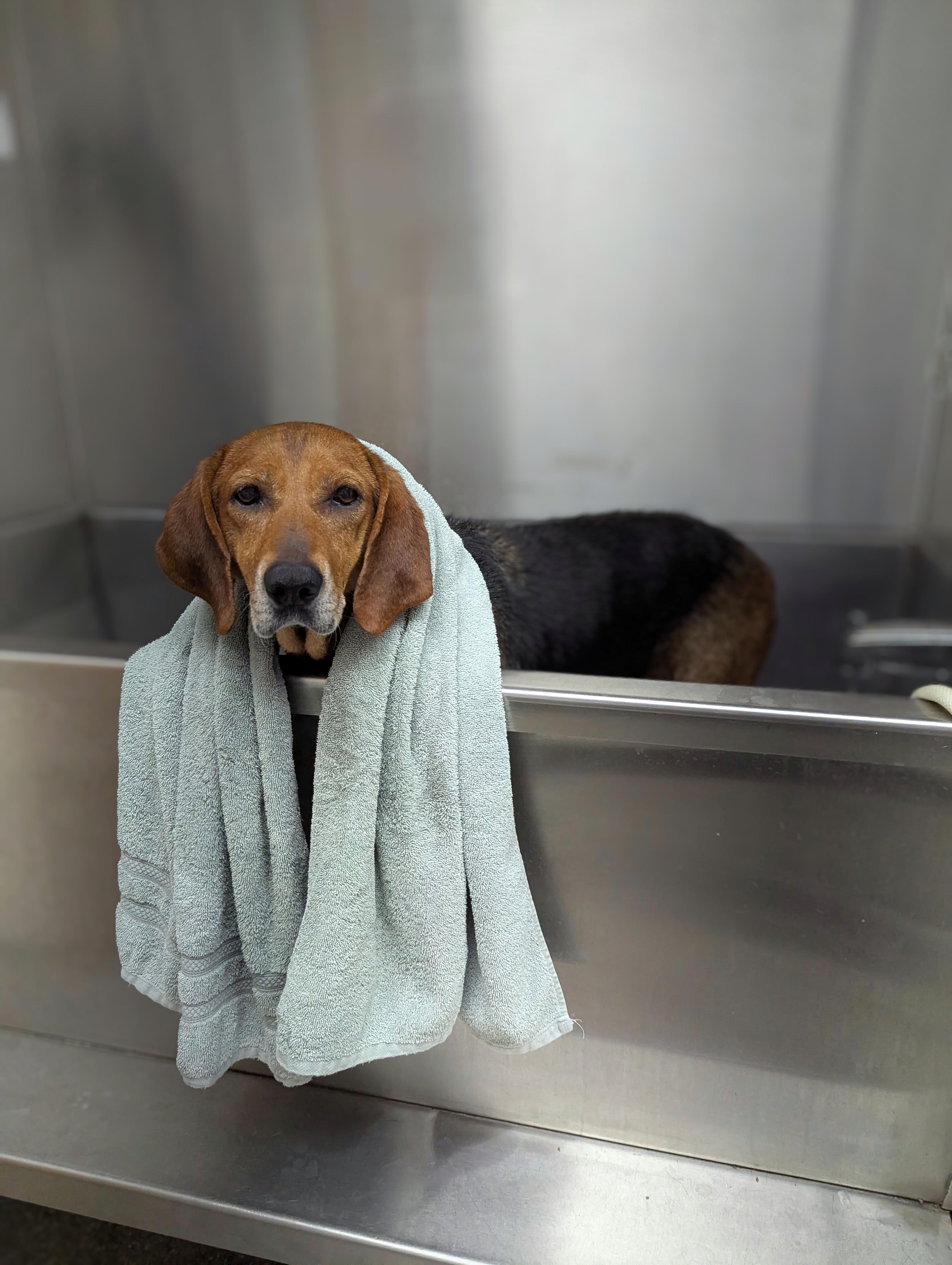 Penny *Adoption Fee Sponsored*, an adoptable Hound, Mixed Breed in Oconto, WI, 54153 | Photo Image 4