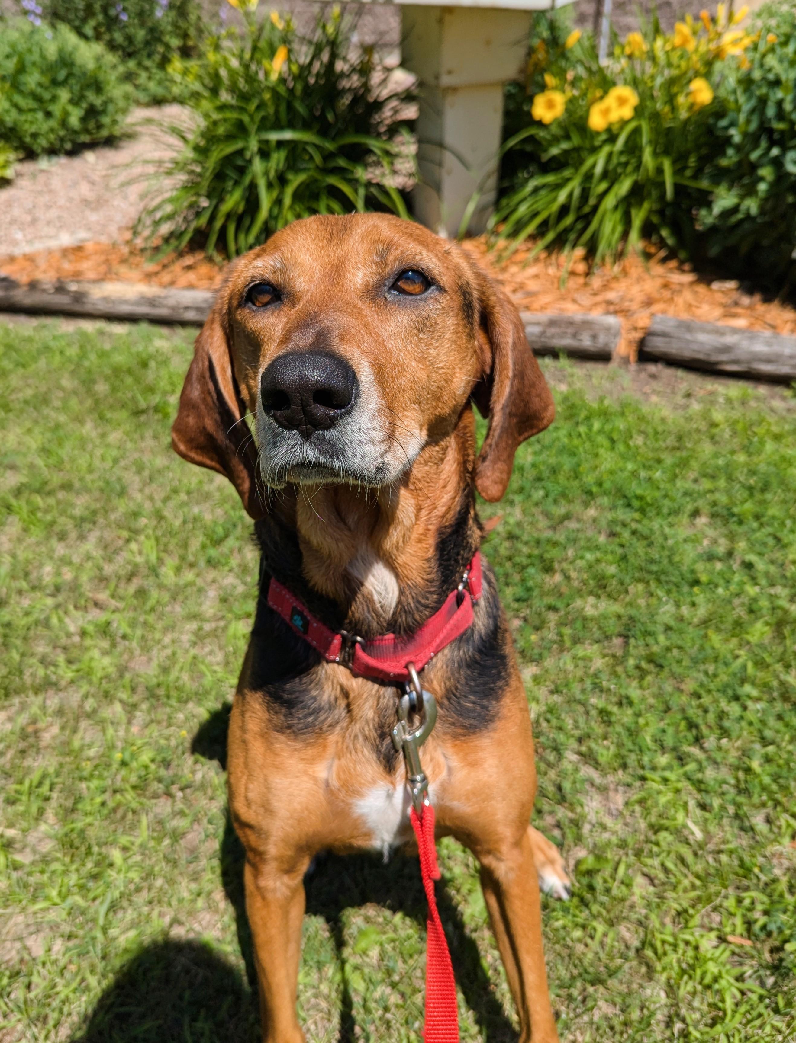 Penny *Adoption Fee Sponsored*, an adoptable Hound, Mixed Breed in Oconto, WI, 54153 | Photo Image 1