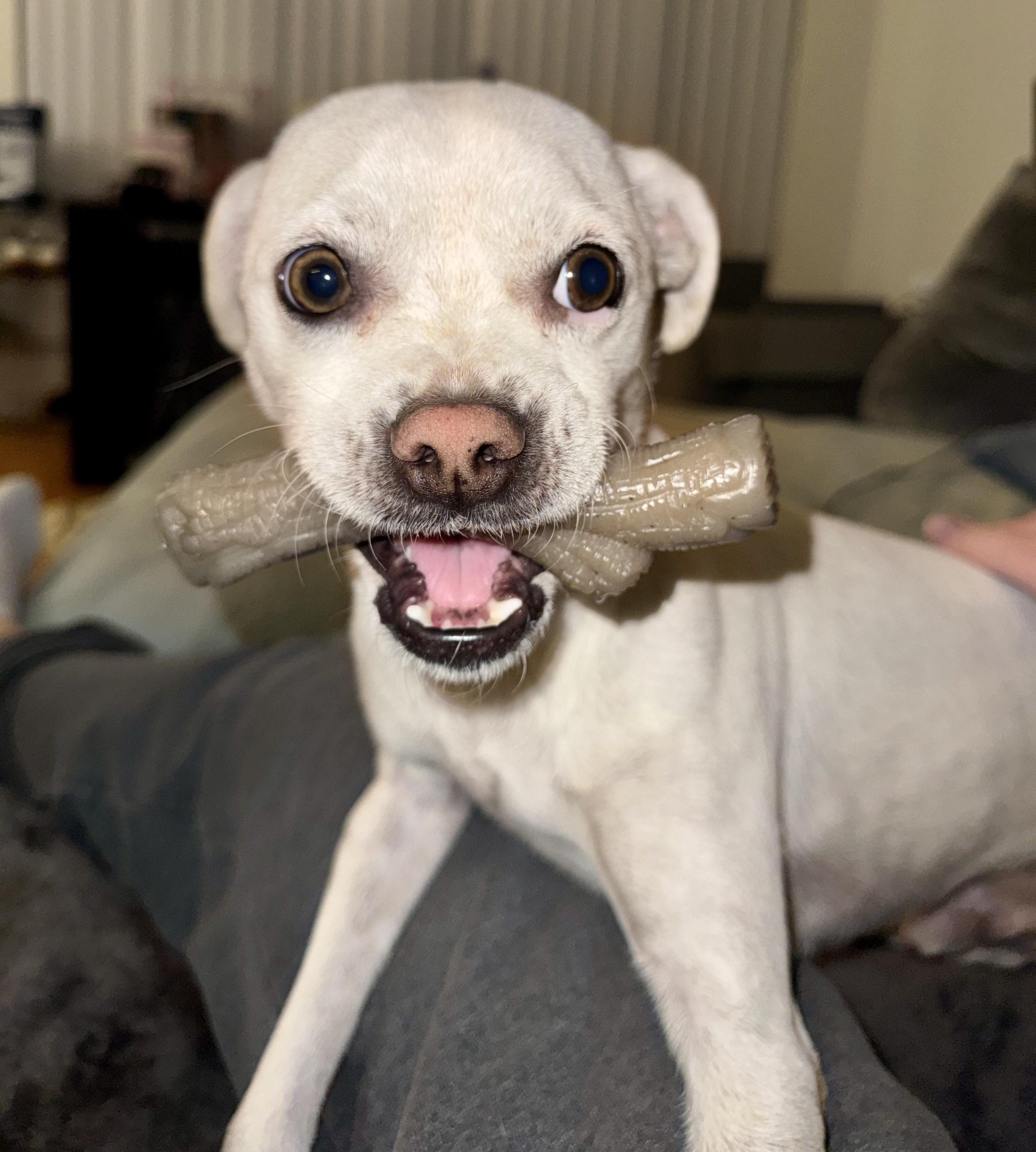 FRODO, ADOPTABLE, Young Male Chihuahua & Whippet.