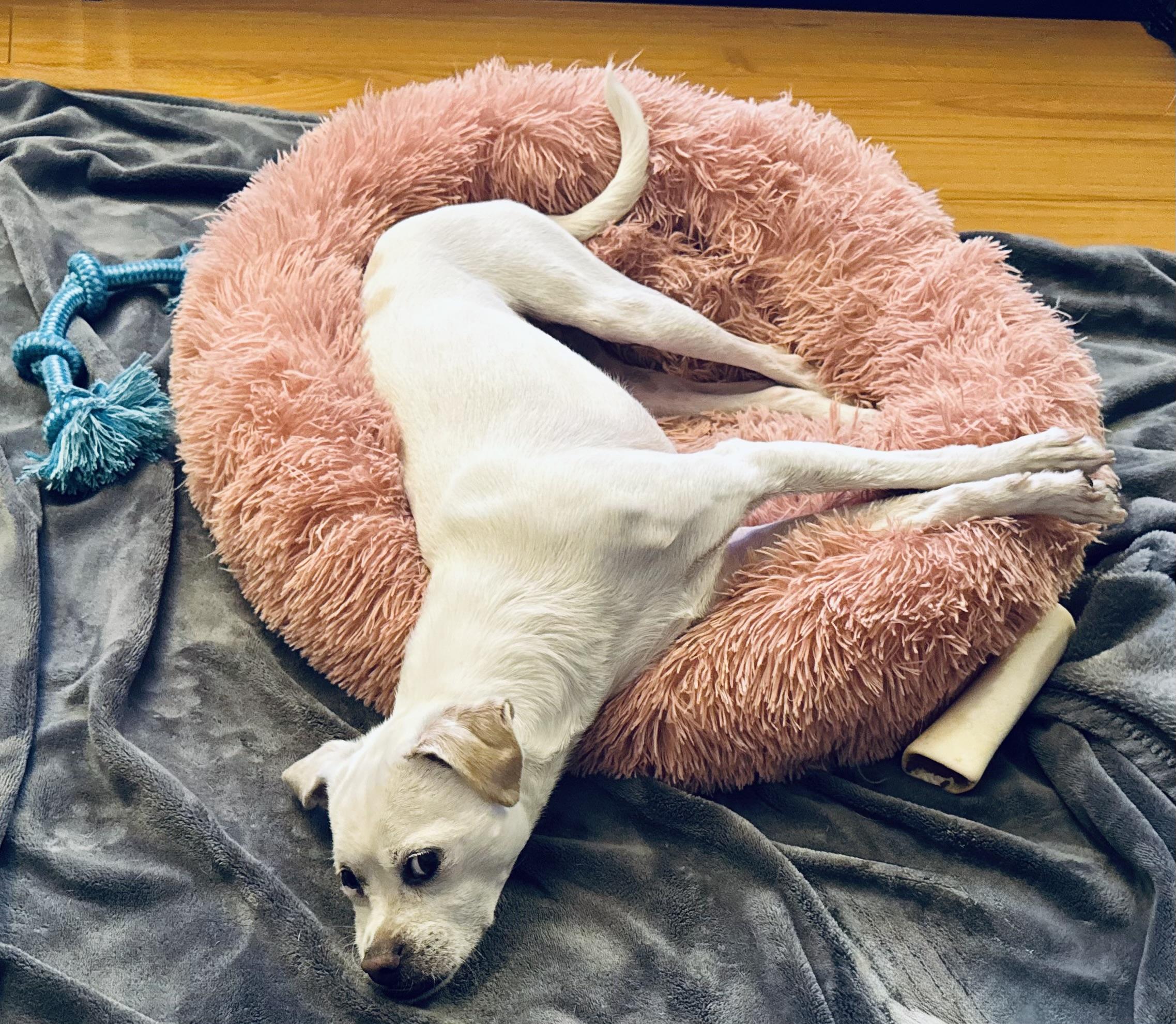 FRODO, a ADOPTABLE mixed breed in los angeles, CA image 4/6