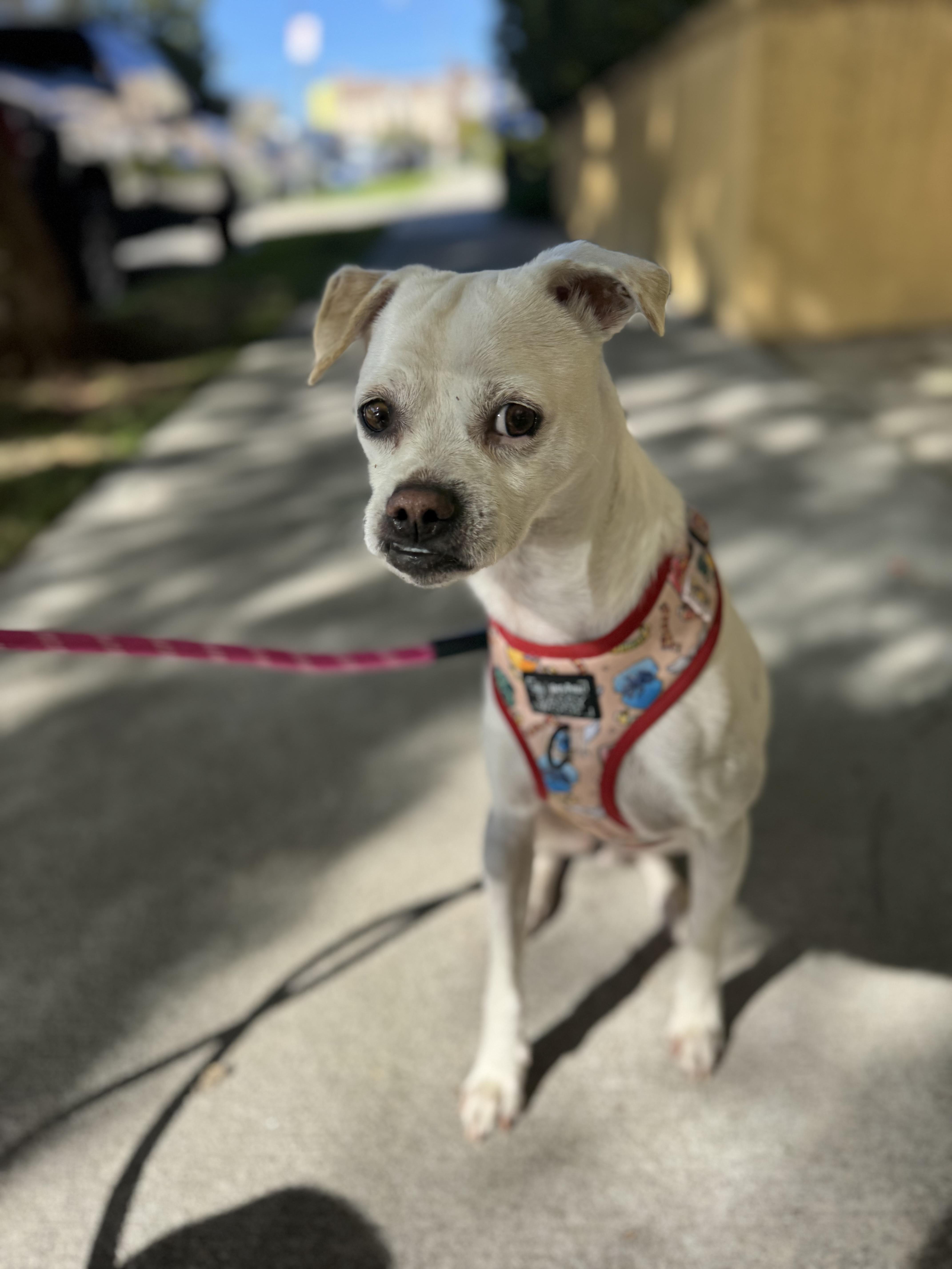 FRODO BAGGINS, ADOPTABLE, Young Male Chihuahua & Boxer.