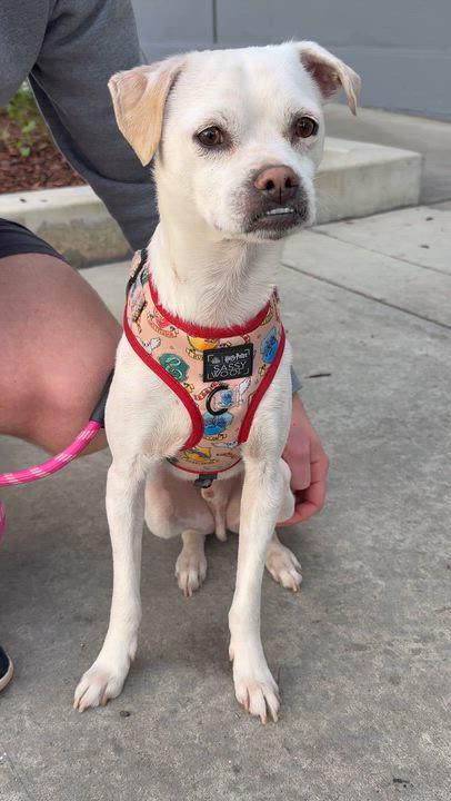 FRODO, a ADOPTABLE mixed breed in los angeles, CA image 5/6