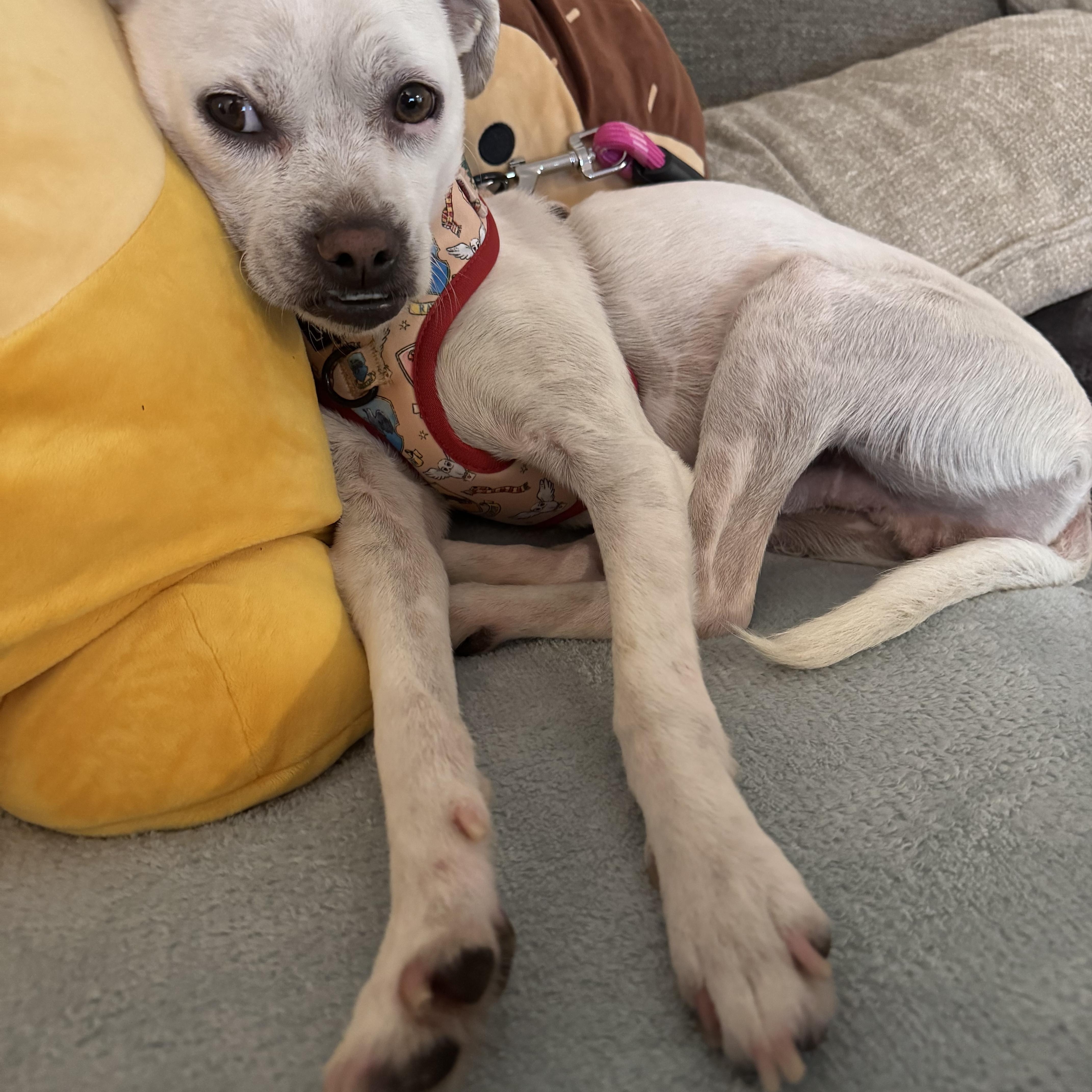 FRODO BAGGINS, ADOPTABLE, Young Male Chihuahua & Miniature Bull Terrier.