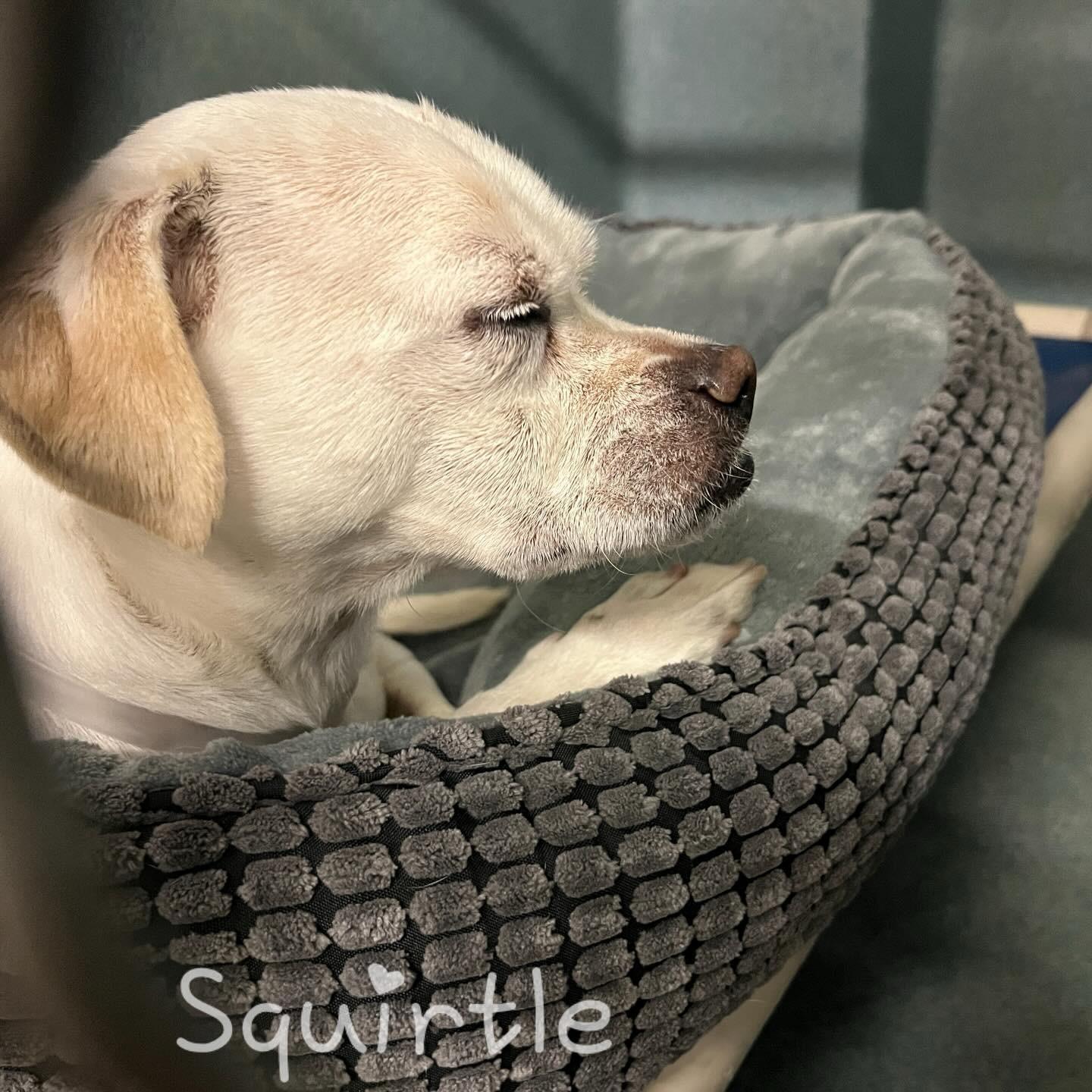 Enlarge FRODO BAGGINS, a ADOPTABLE mixed breed in El Segundo, CA image 4/5