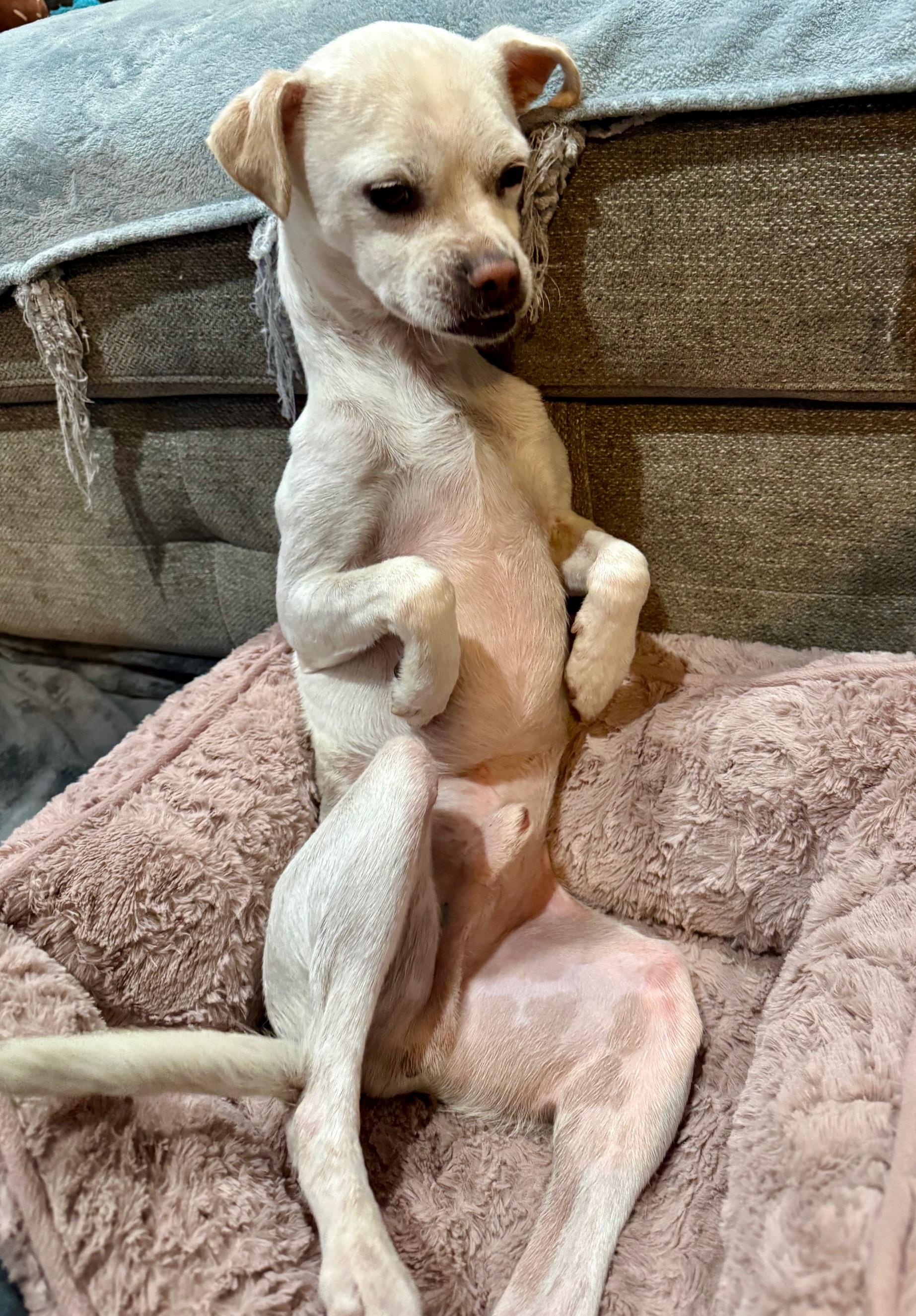 FRODO, a ADOPTABLE mixed breed in los angeles, CA image 3/6