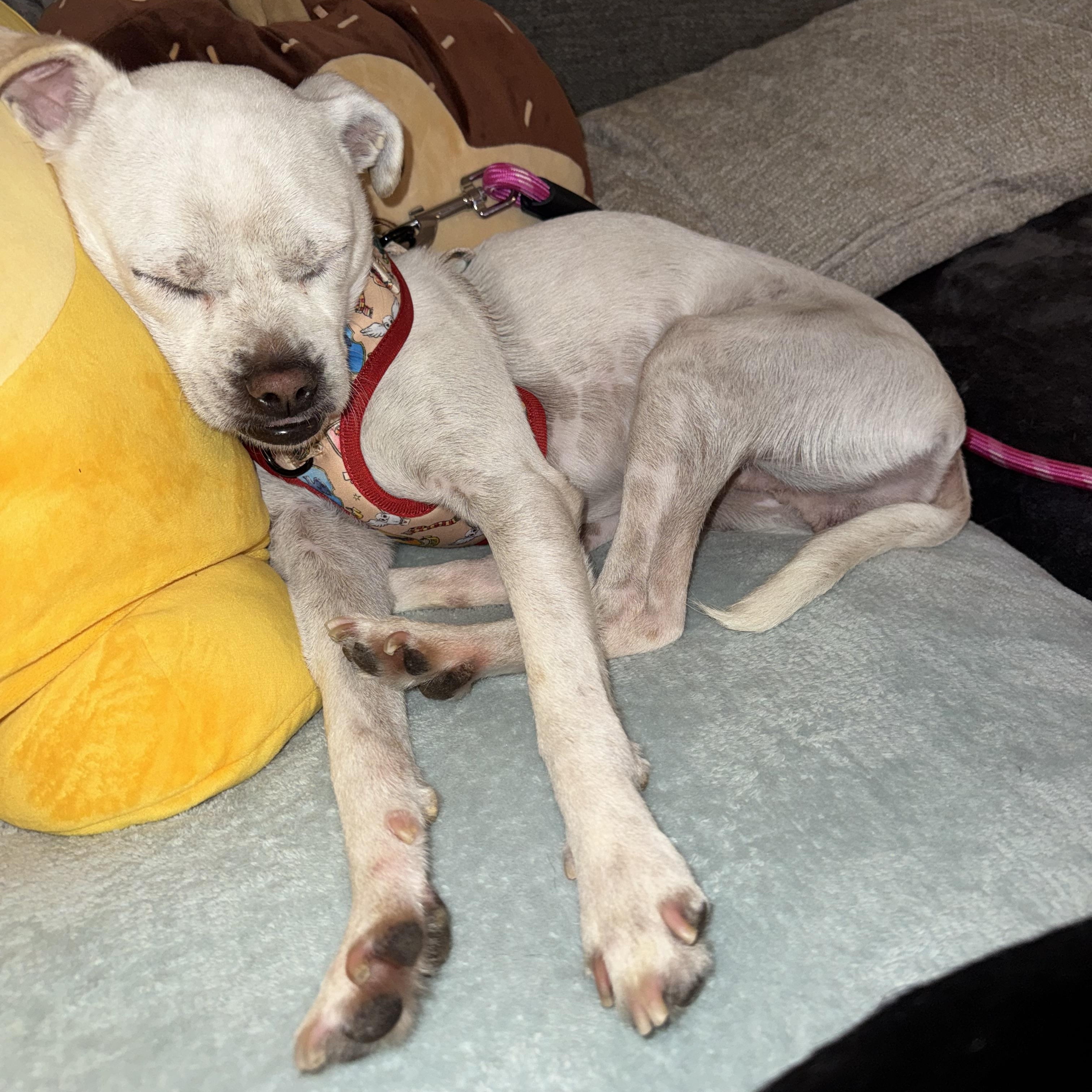 Enlarge FRODO BAGGINS, a ADOPTABLE mixed breed in El Segundo, CA image 2/5