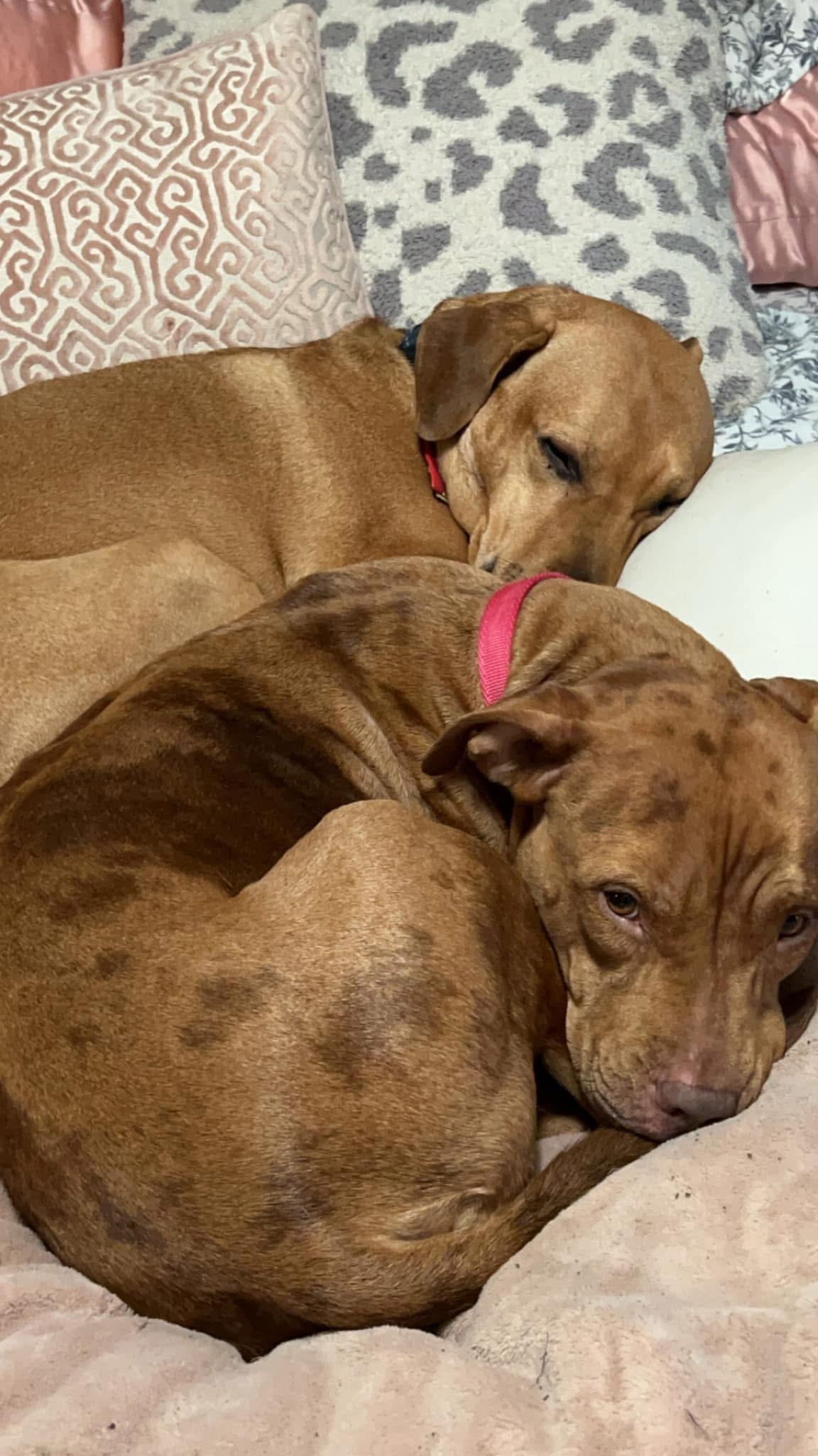 Autumn, a Adopted mixed breed in Naperville, IL image 1/6