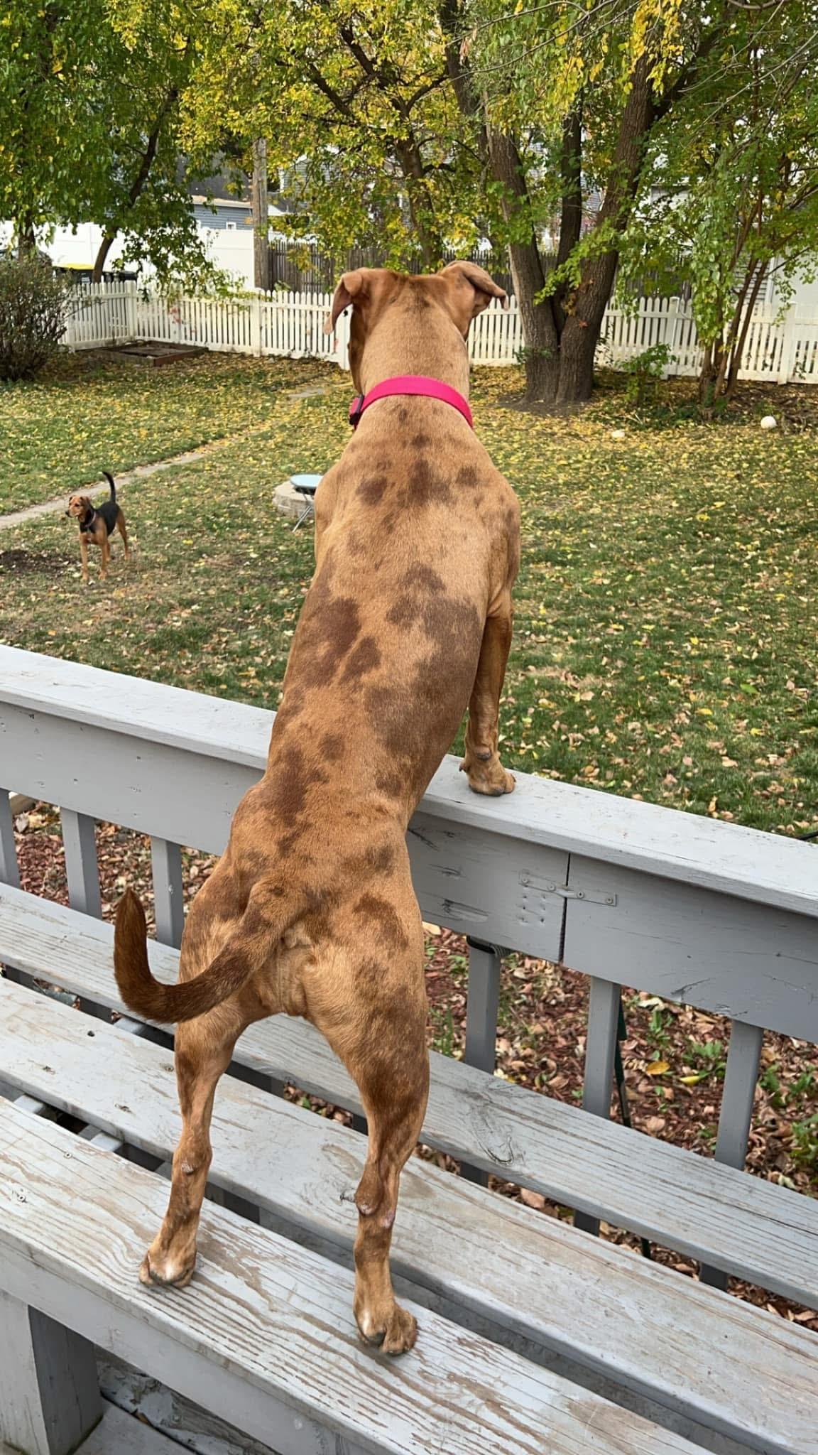 Autumn, a Adopted mixed breed in Naperville, IL image 2/6