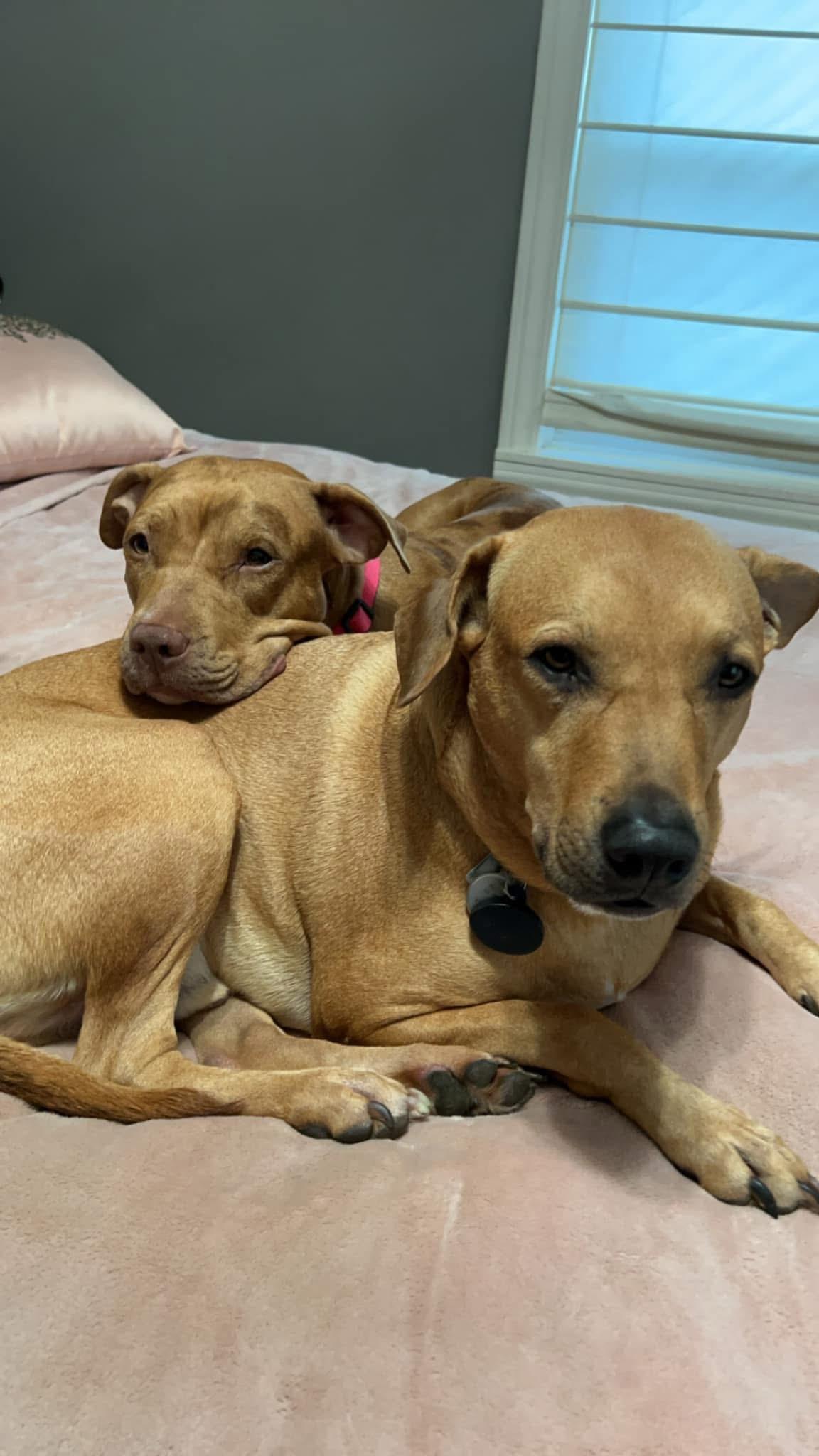 Autumn, a Adopted mixed breed in Naperville, IL image 3/6