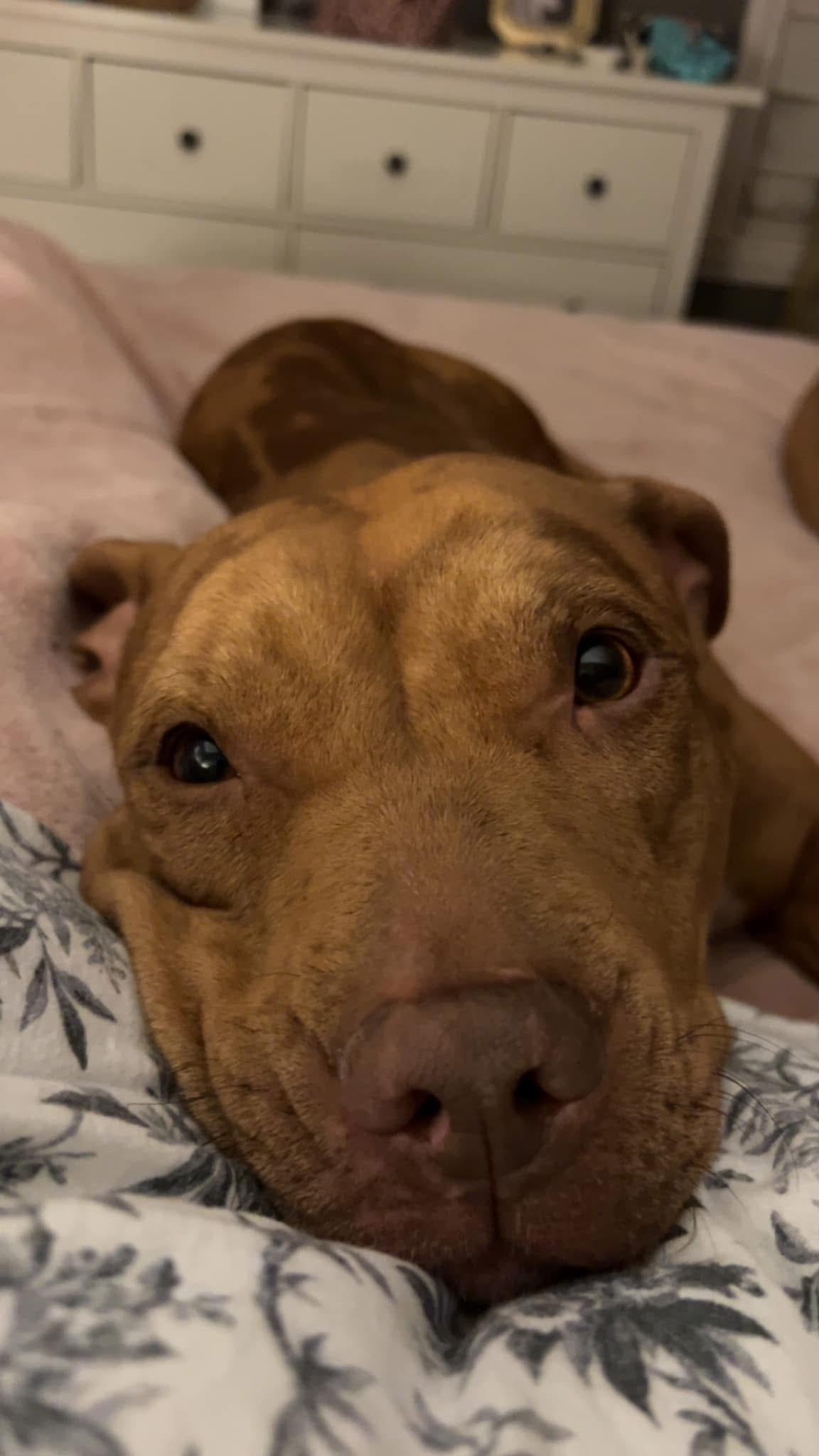 Autumn, a Adopted mixed breed in Naperville, IL image 5/6