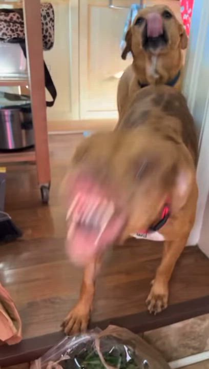 Enlarge Autumn, a Adopted mixed breed in Naperville, IL video 6/6