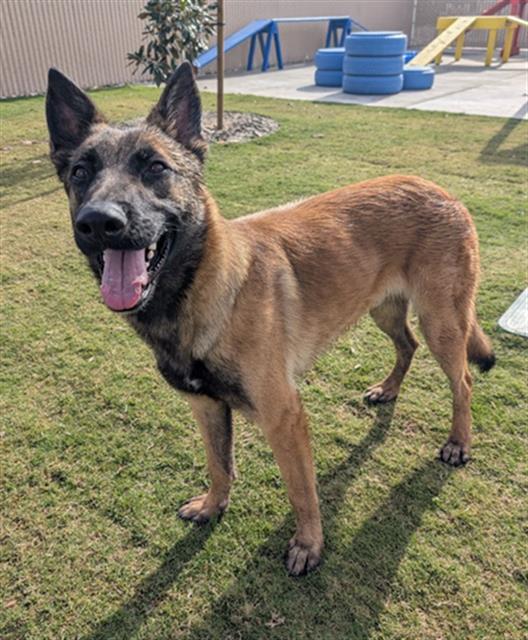 MIGS, Adoptable, Young Male Belgian Shepherd / Malinois.