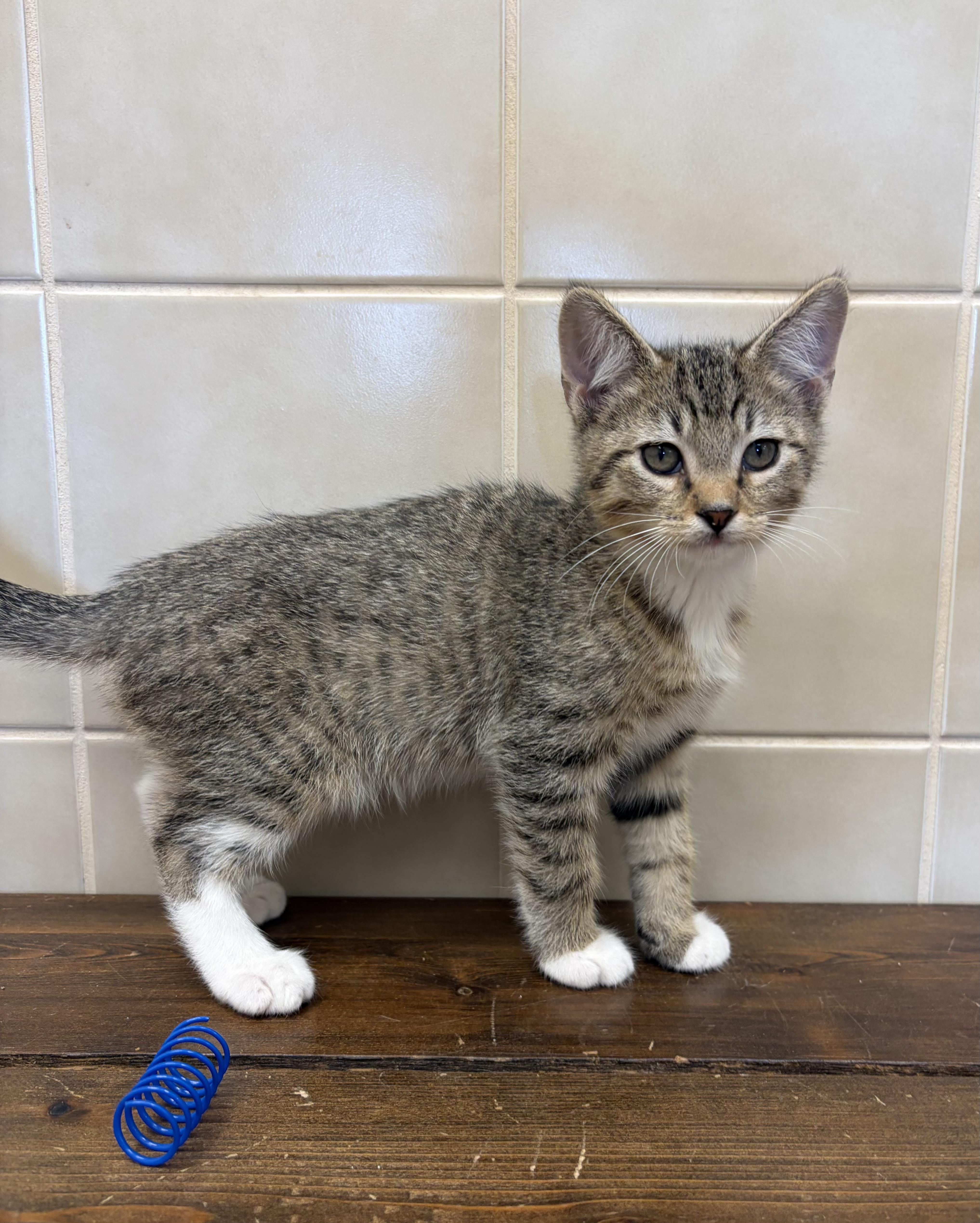 Tommy, ADOPTABLE, Kitten Male Domestic Short Hair.