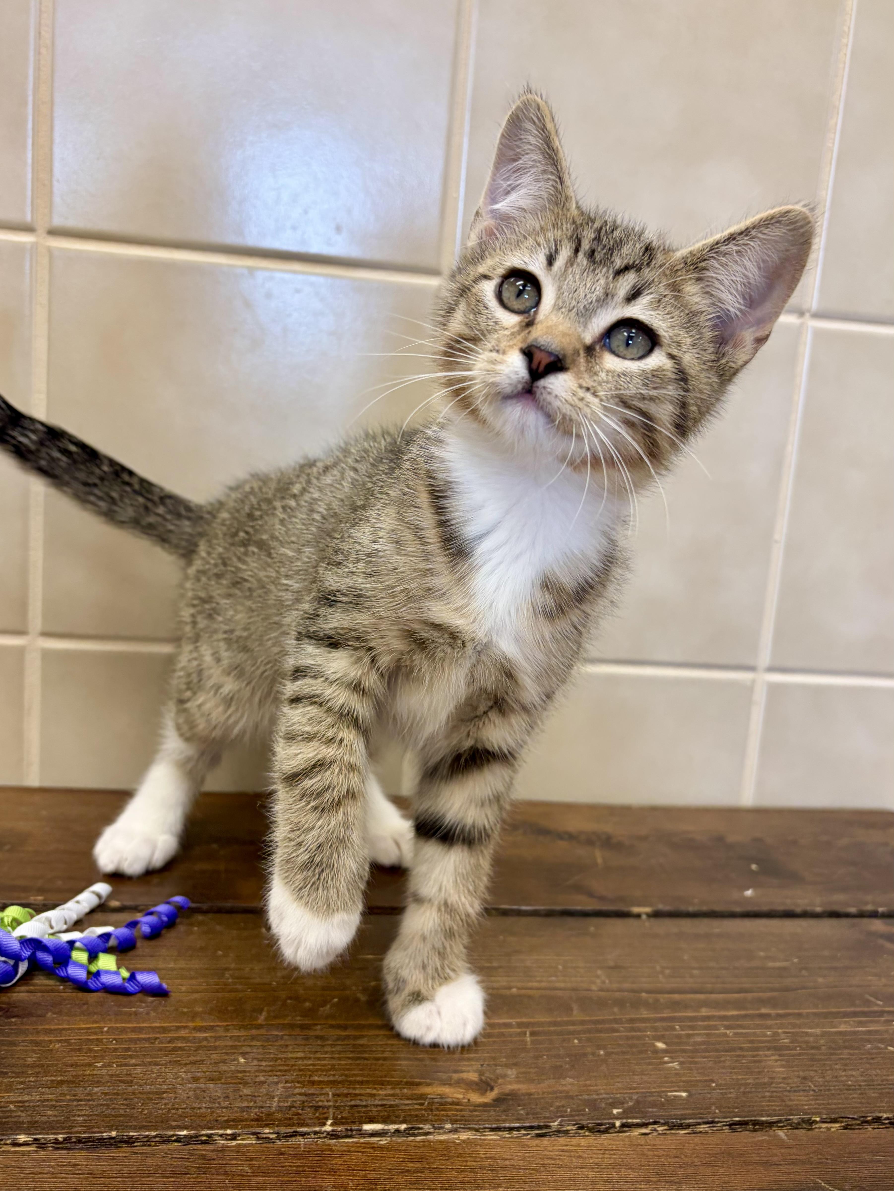 Tommy, a ADOPTABLE mixed breed in Kerrville, TX image 2/2