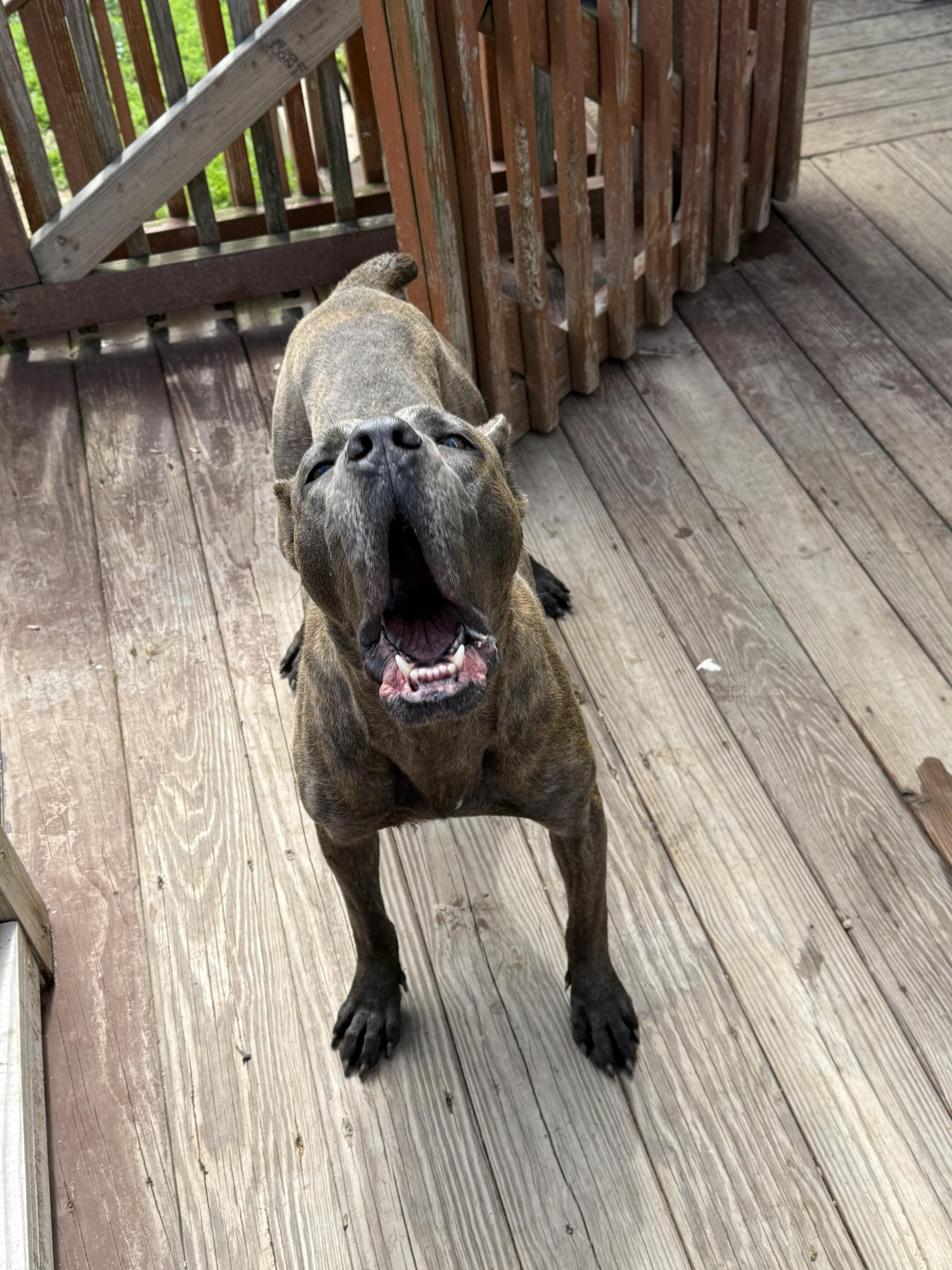 Asha, Adoptable, Young Female Cane Corso.