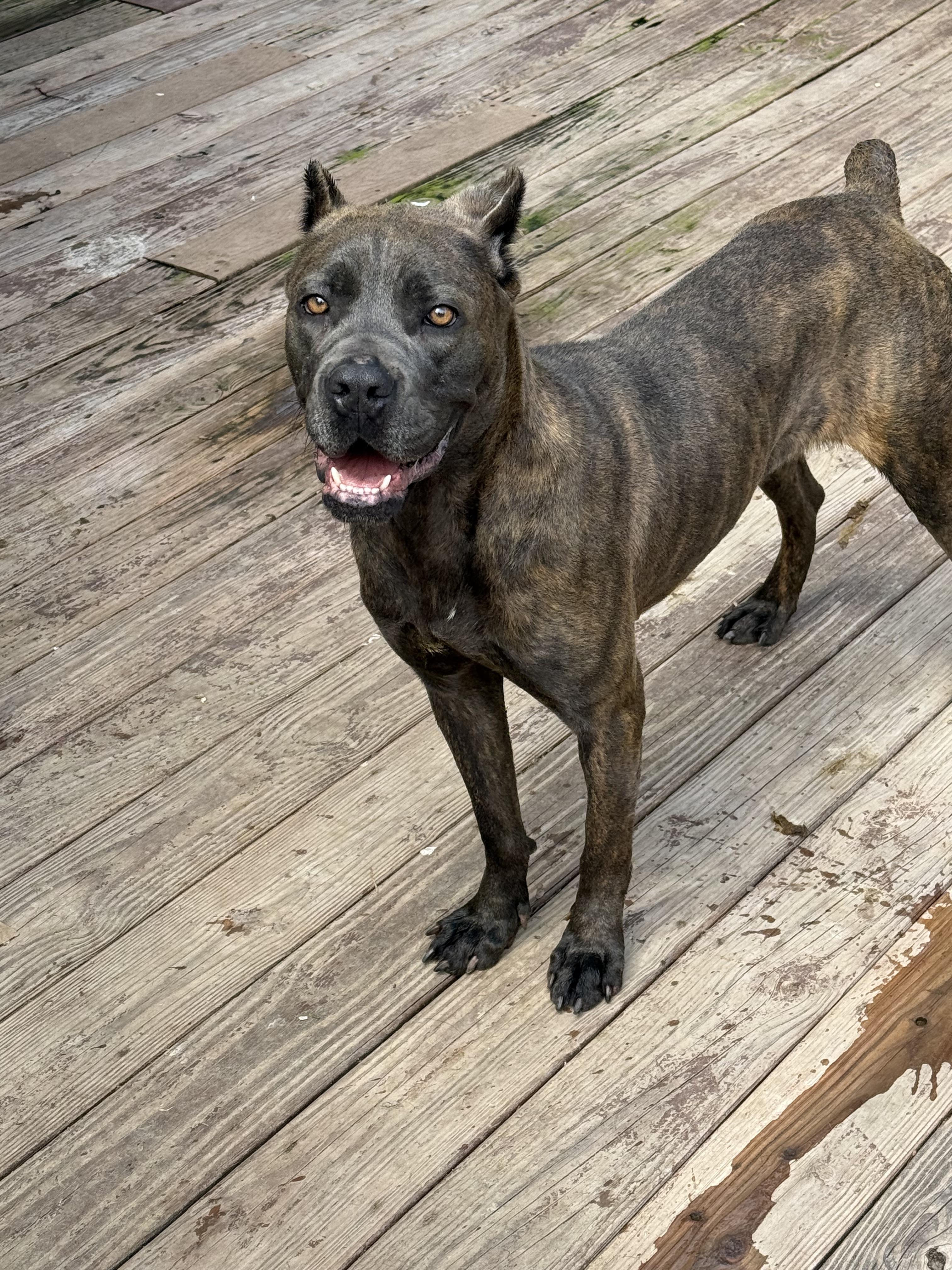 Asha, a Adoptable Cane Corso in Stahlstown, PA image 2/4