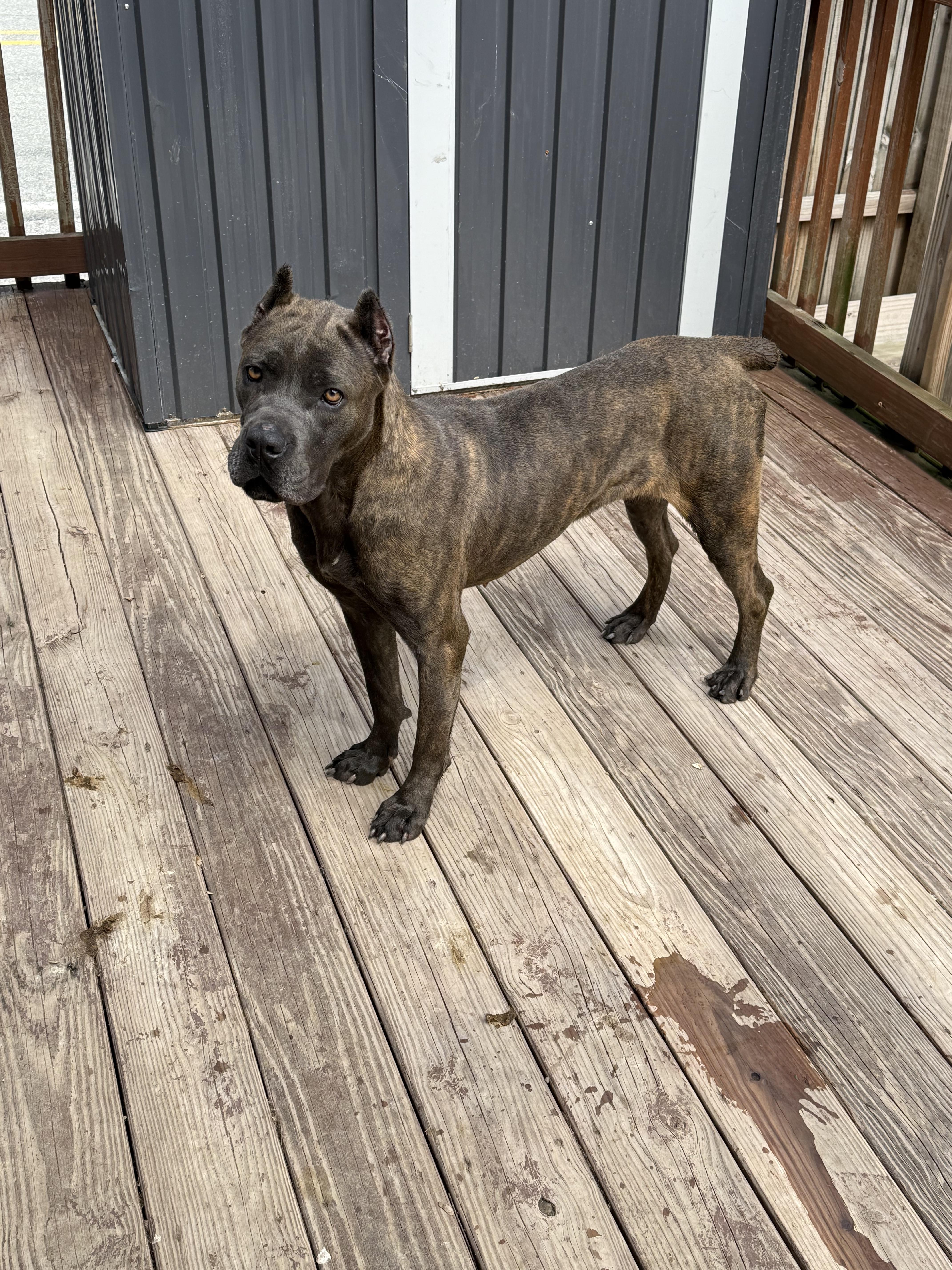 Asha, a Adoptable Cane Corso in Stahlstown, PA image 3/4