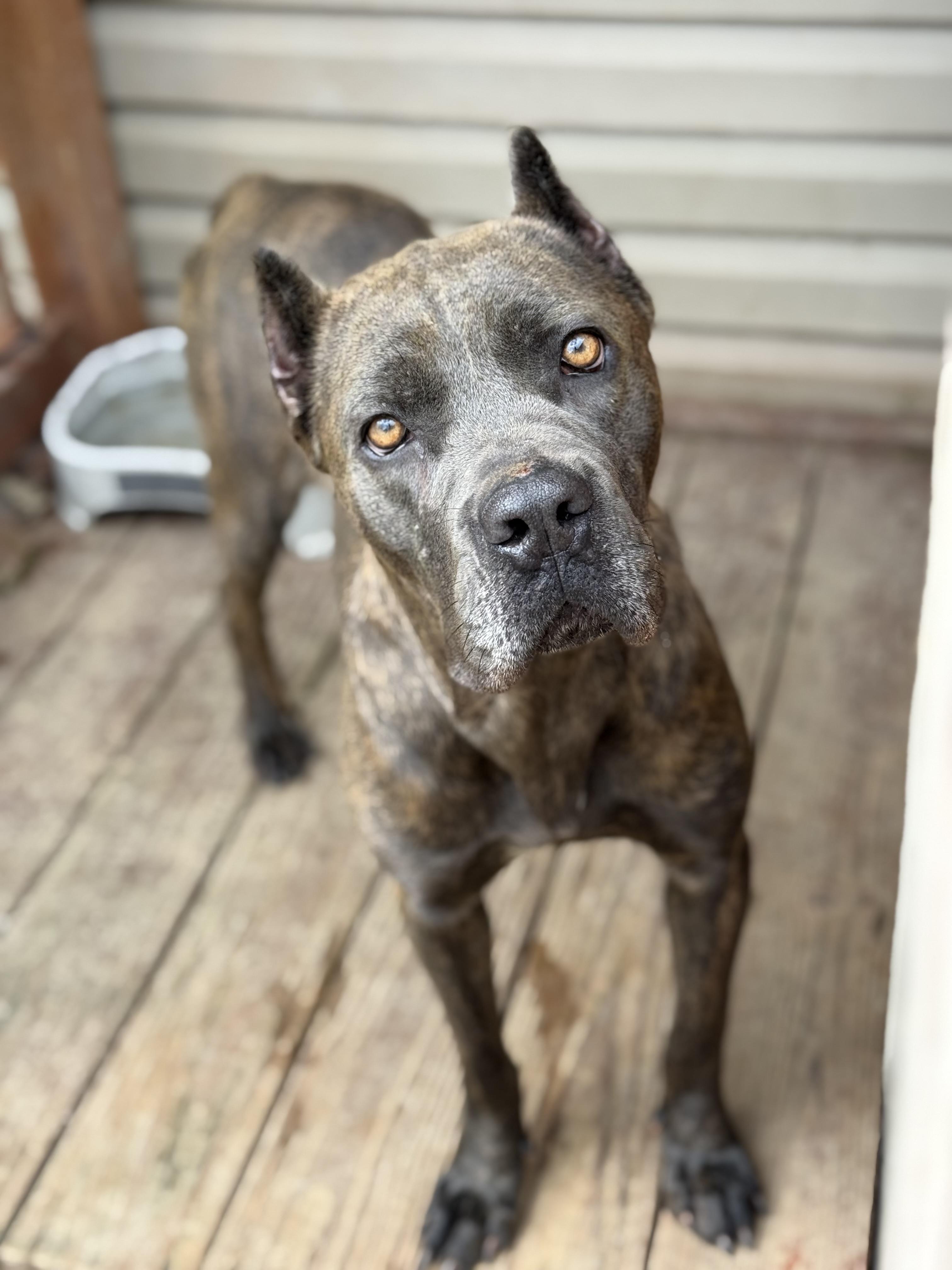 Asha, a Adoptable Cane Corso in Stahlstown, PA image 4/4
