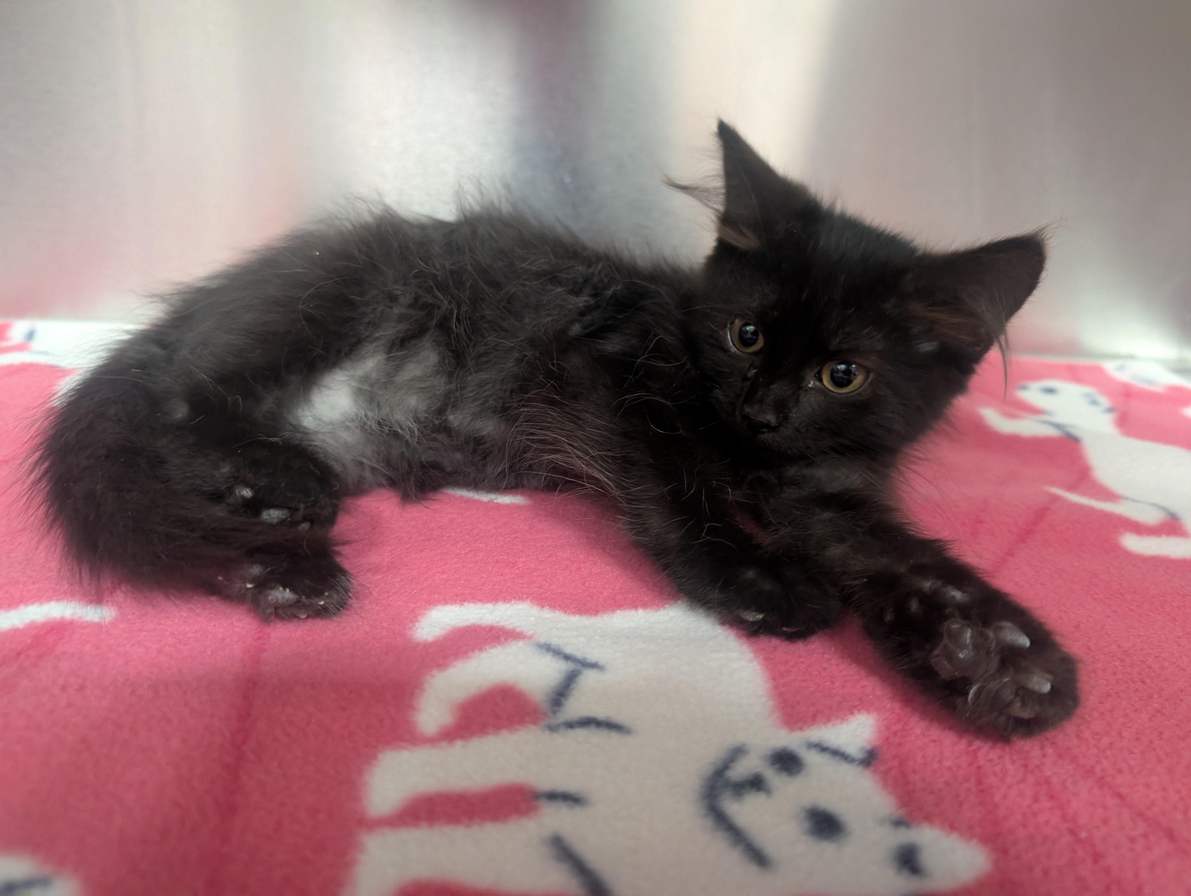 Enlarge Finnley, an adoptable Domestic Long Hair in New Ulm, MN image 1/1